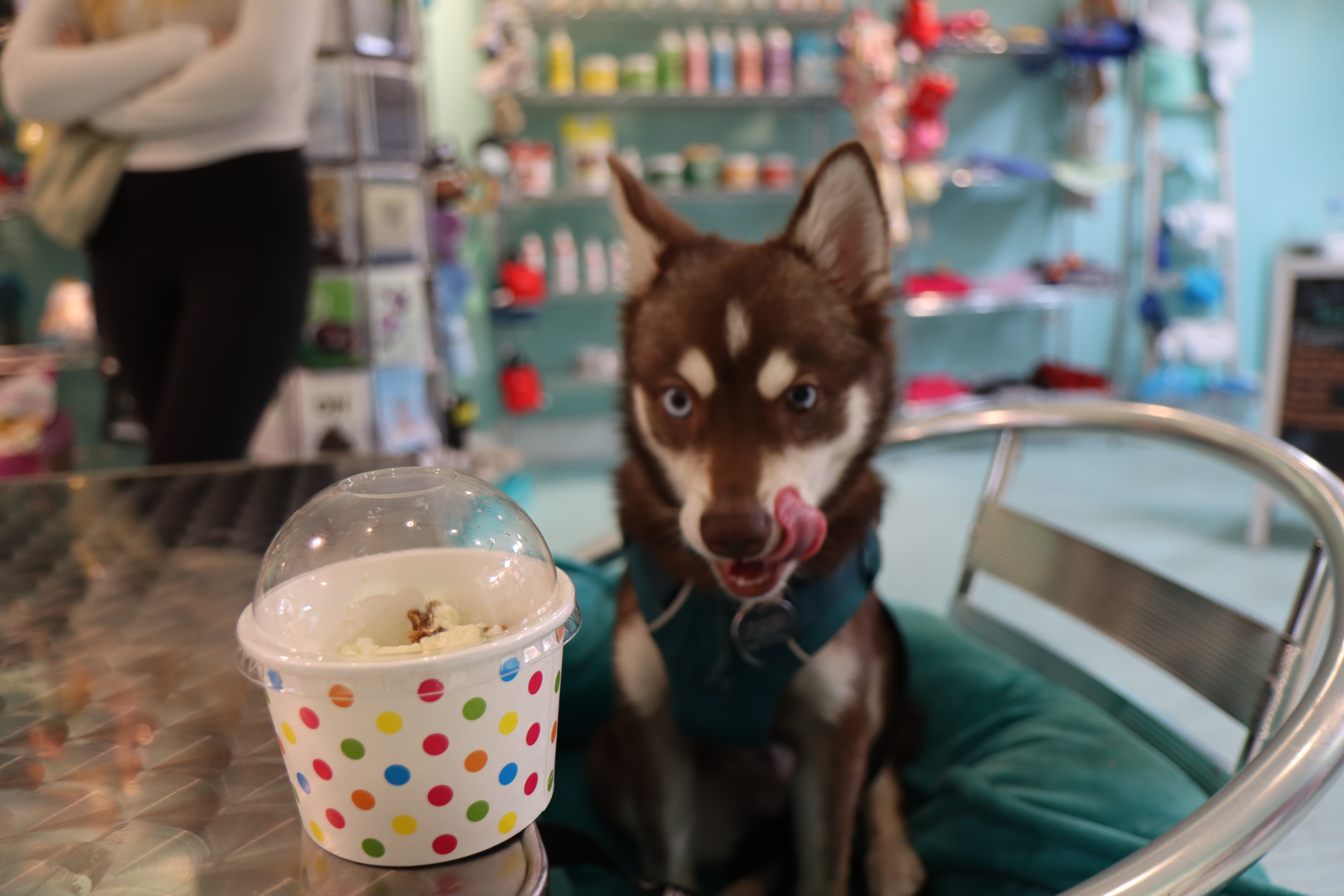 Keep your pet cool this summer Check out this Philly pet ice cream shop or homemade treats image