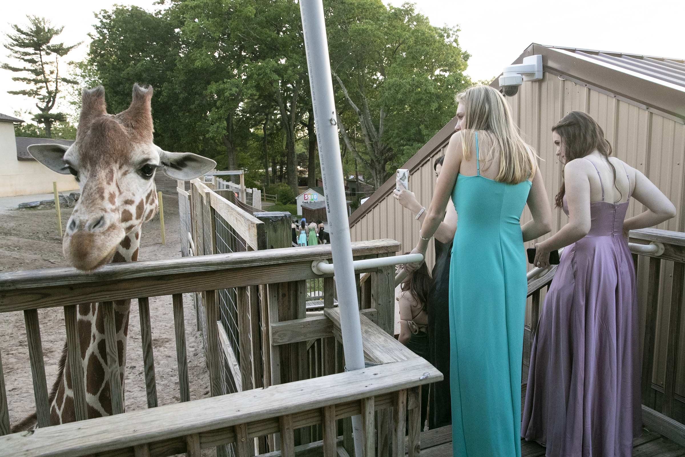 See how Cheltenham High School students celebrated prom at the zoo