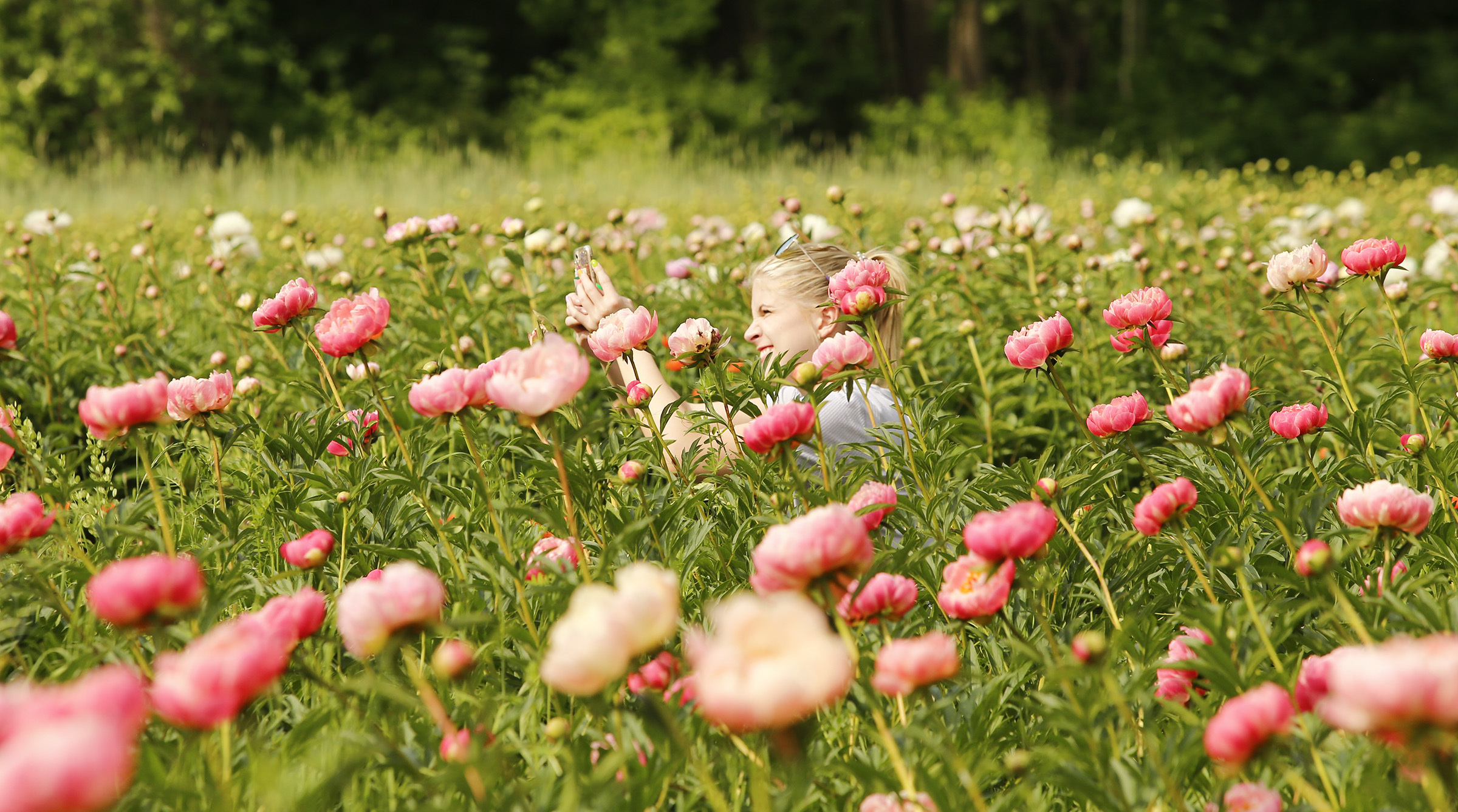 Look inside the Styer's Peony Festival at Chadds Ford