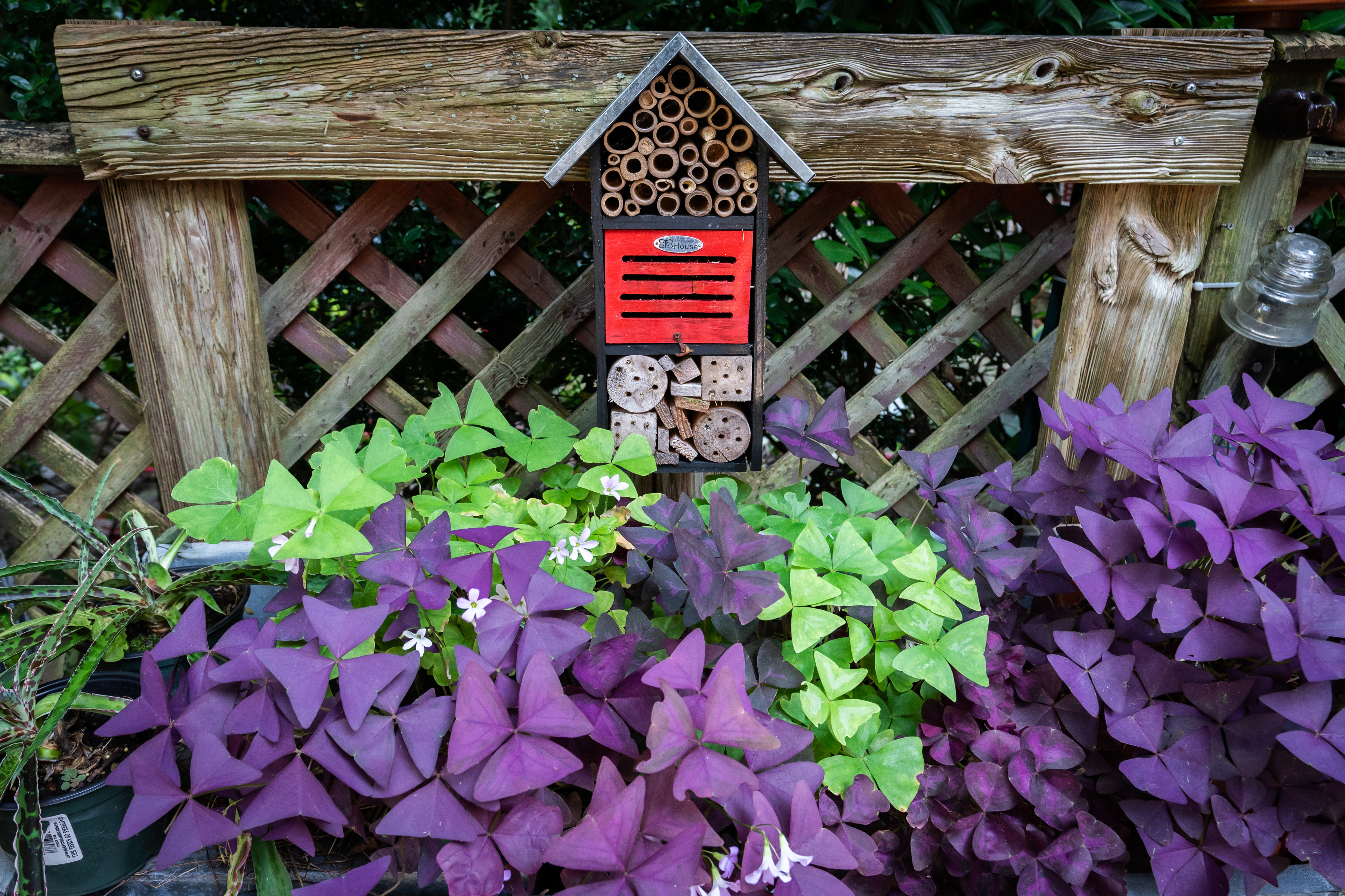 Chestnut Hill garden with perennial hostas, flowers, quirky wooden
