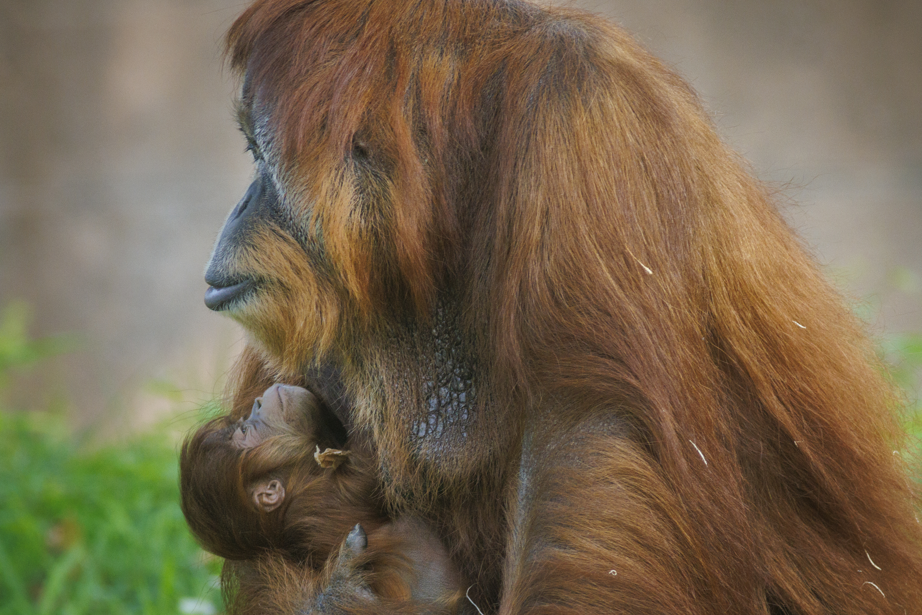 Orangutan】羽毛布団 superior1 BUCHENBAUM Orangutan】羽毛布団