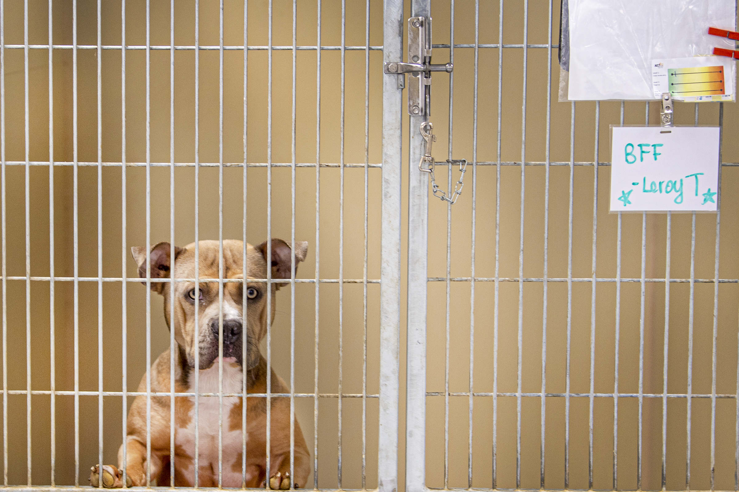ACCT Philly has had leadership and funding struggles. What's next for the animal  shelter?
