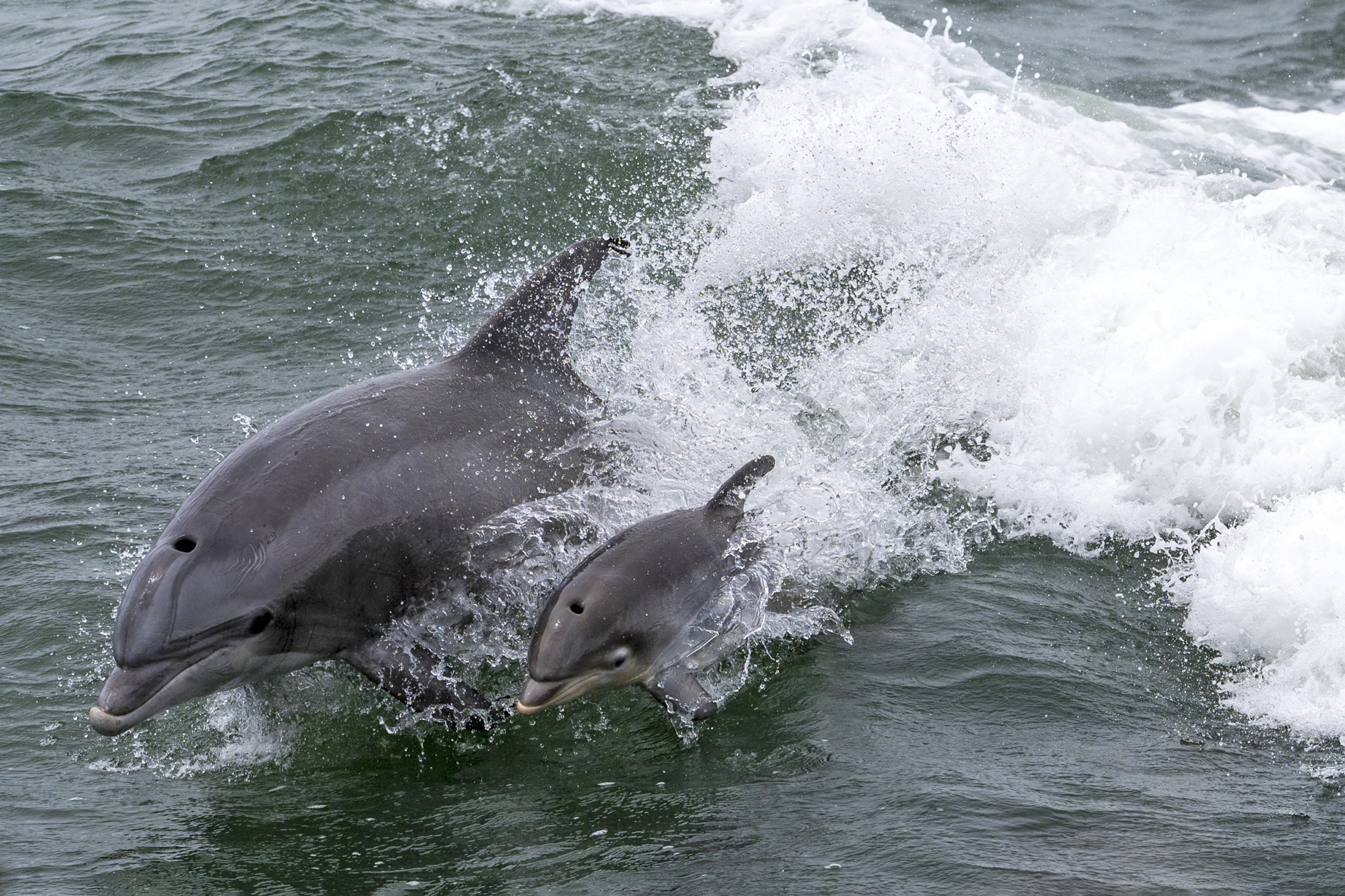 Finding old dolphin friends and other life lessons at the Jersey Shore