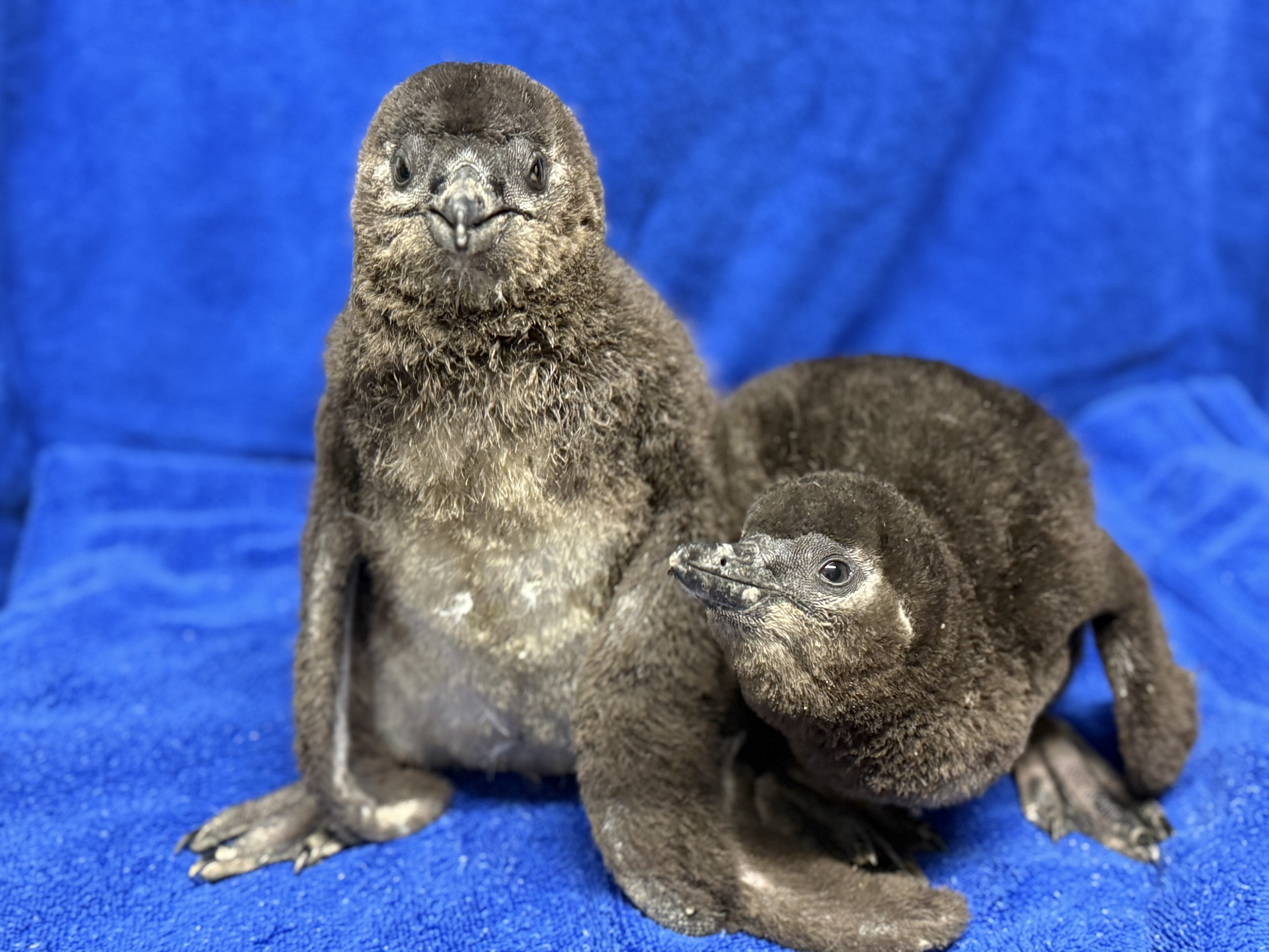 Adventure Aquarium announces birth of baby African penguins