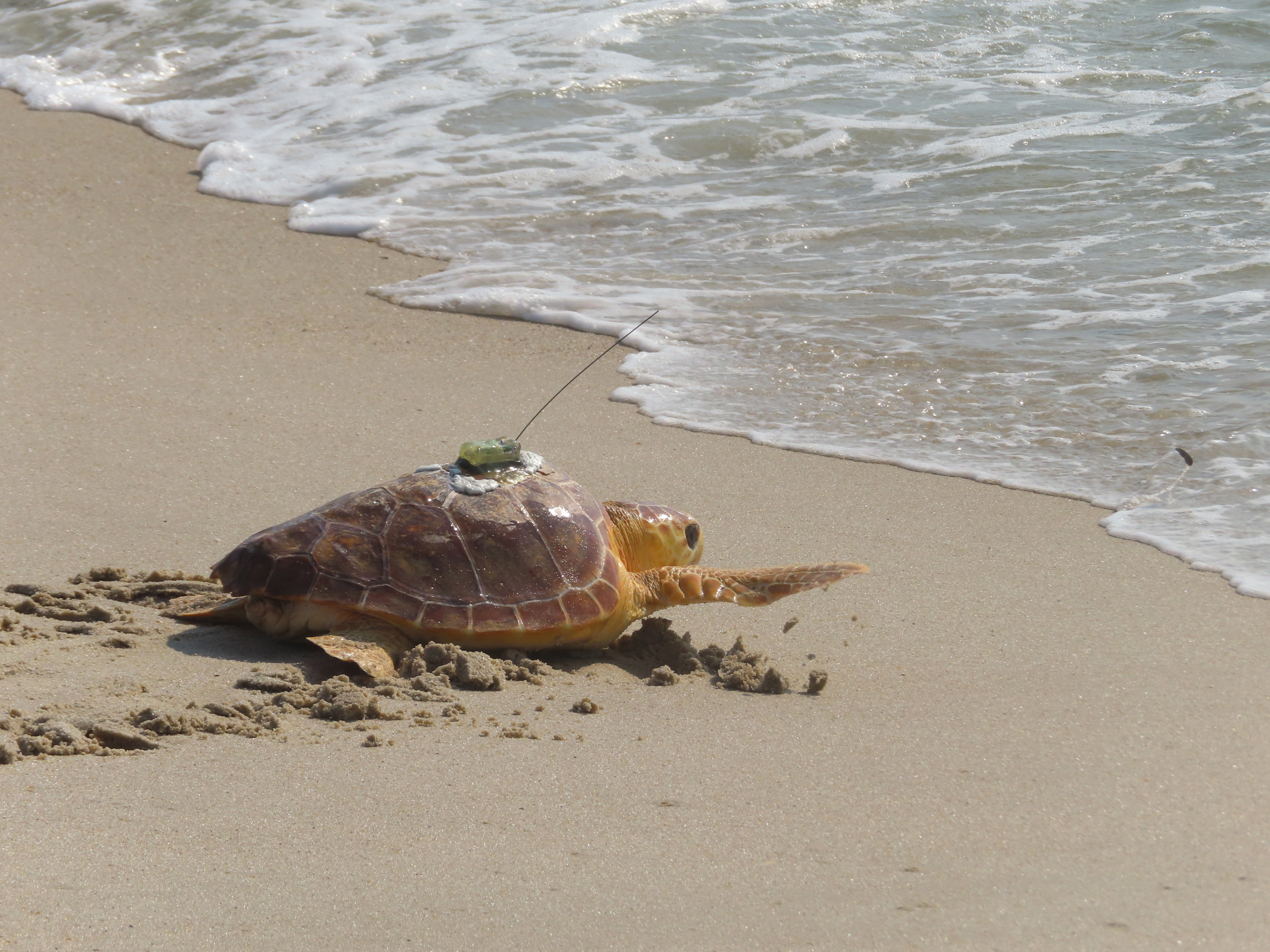 More than 800 turtles rescued from storm drains along Jersey Shore