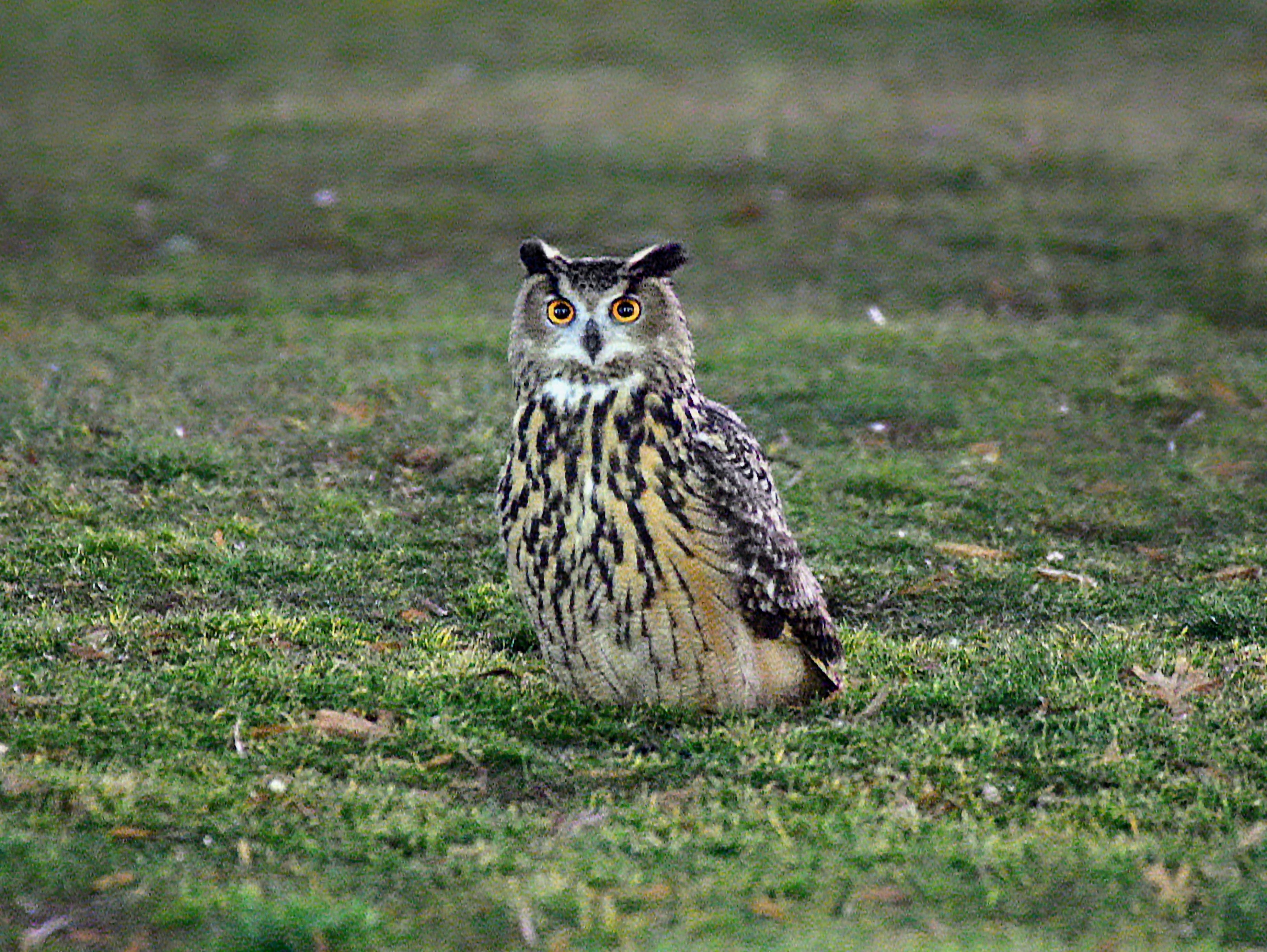 Flaco owl from NYC's Central Park Zoo allowed to remain free