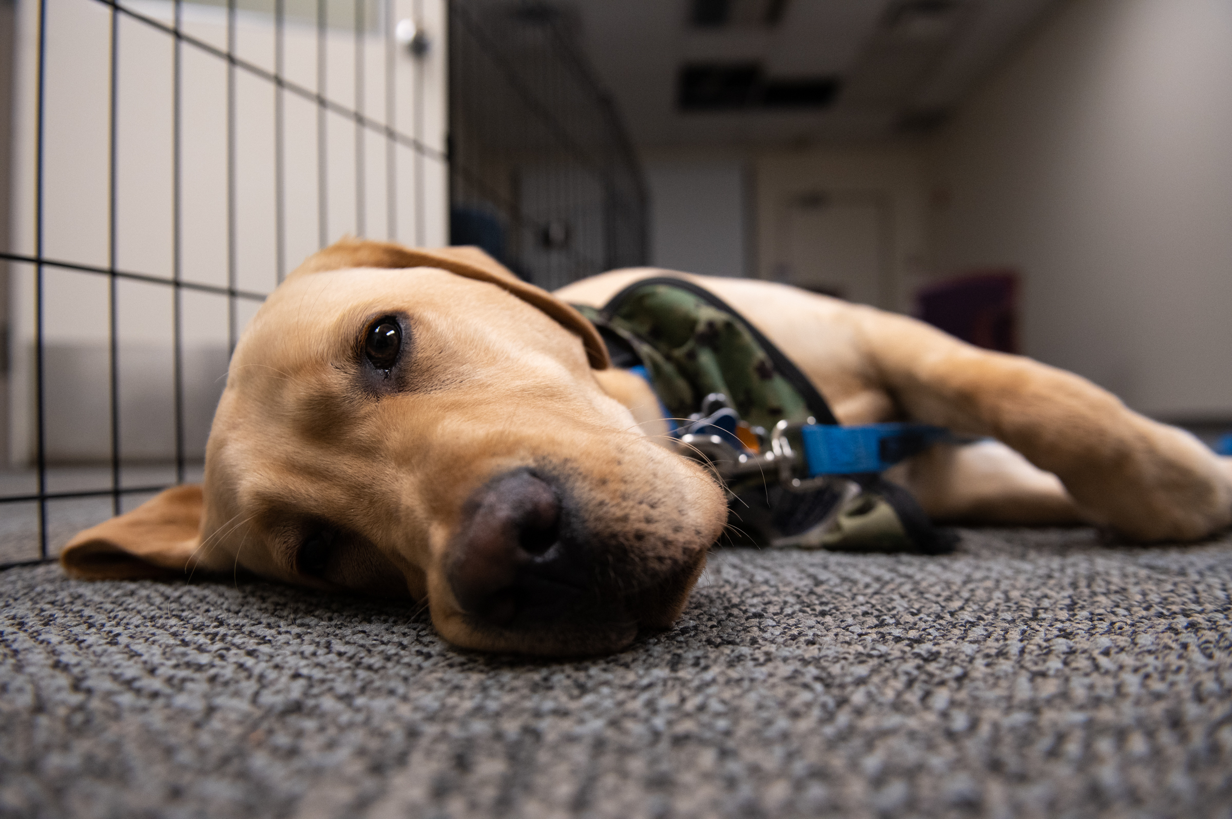 Philadelphia Phillies Service Dog In Training