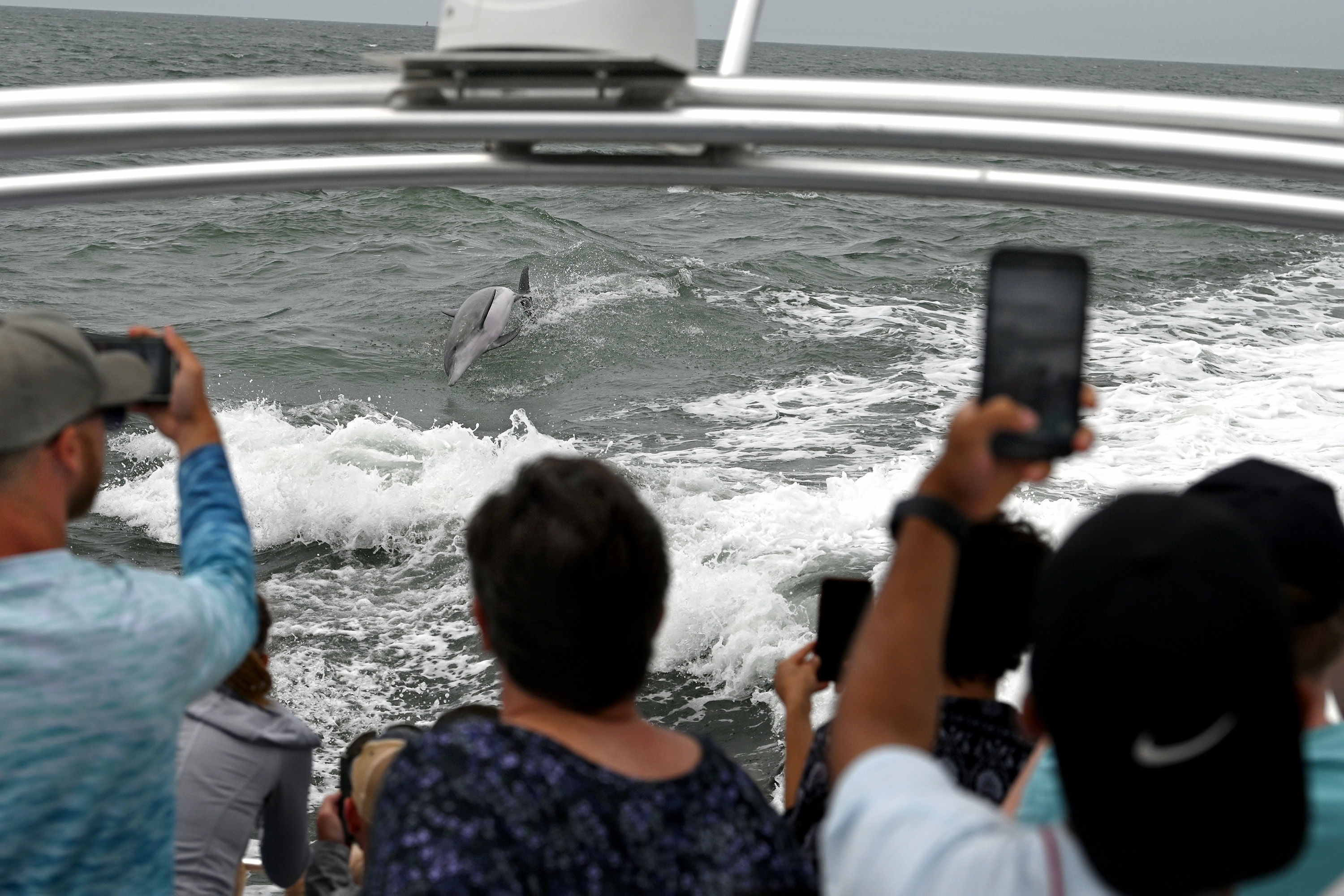 Finding old dolphin friends and other life lessons at the Jersey Shore