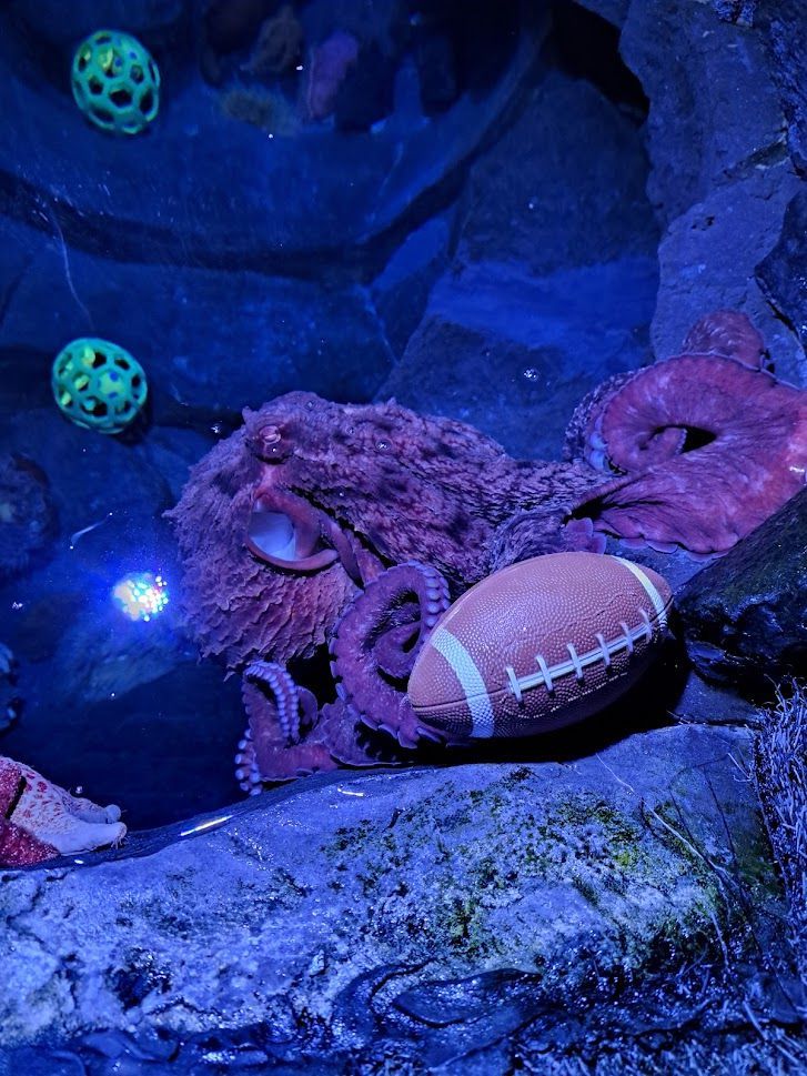 TIL There was an octopus in an aquarium that juggled its tankmates