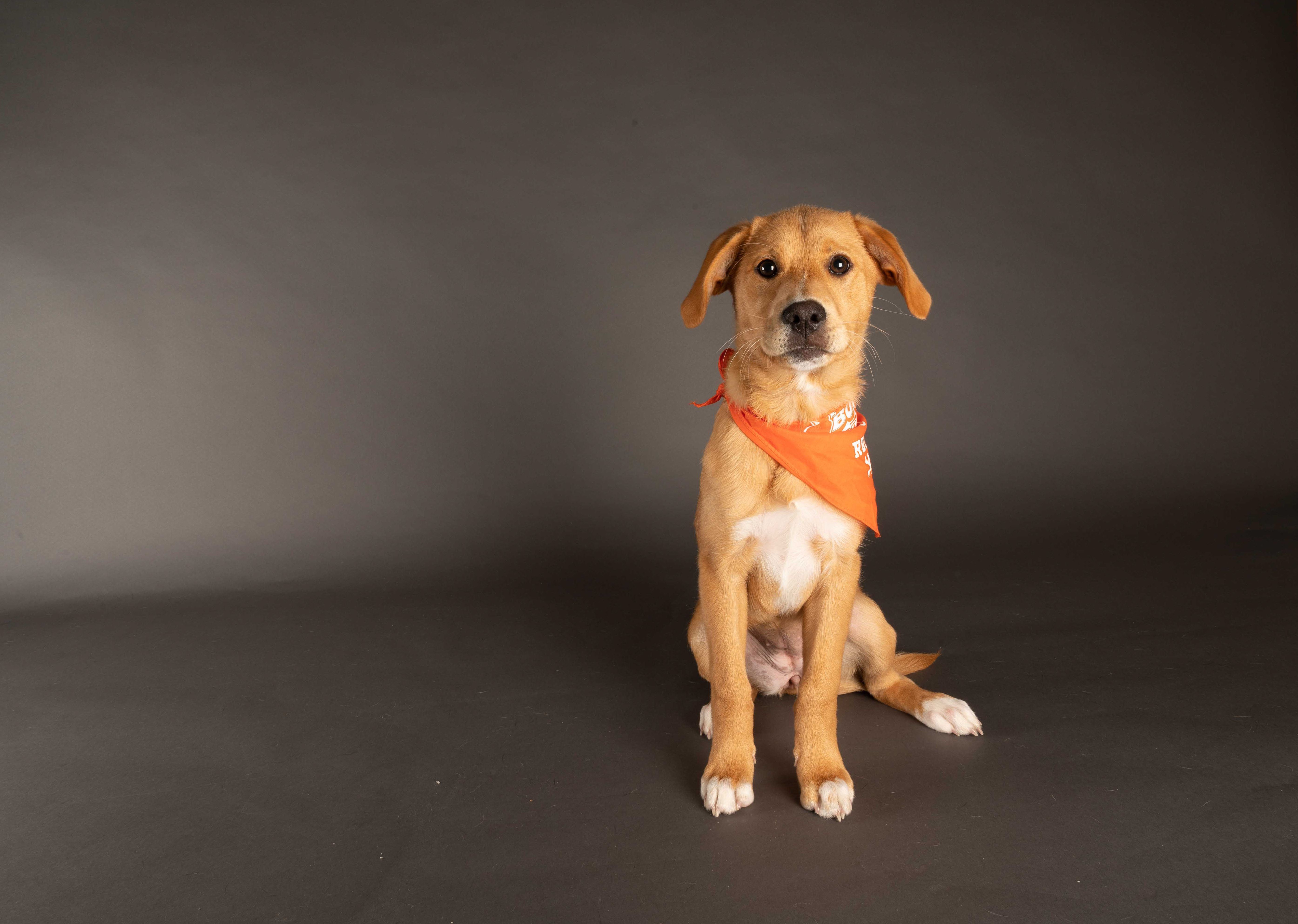 Meet This Year's Philly-Area Puppy Bowl Contestants