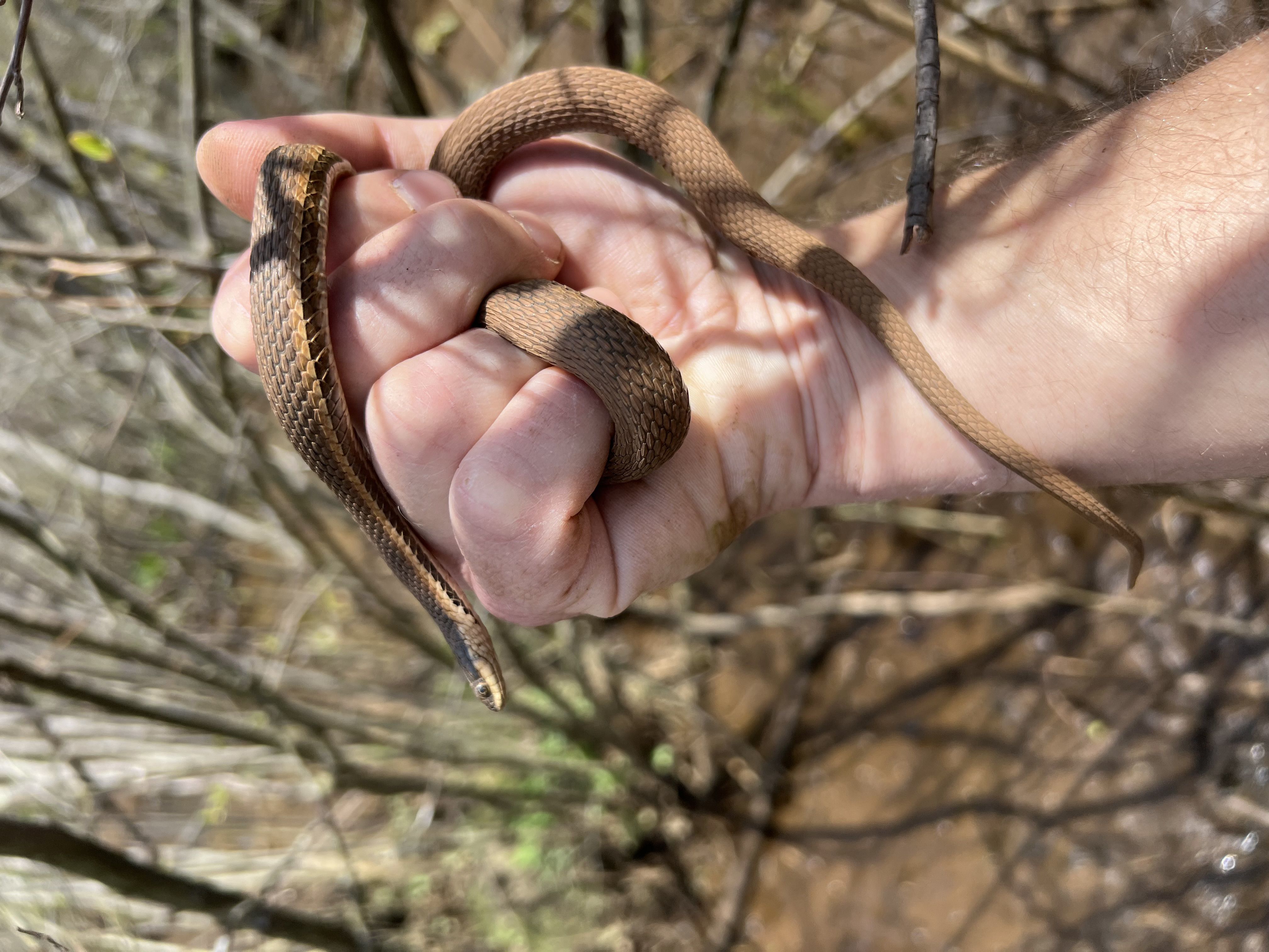 Rare queen snake found in N.J. after three-year hunt by Pinelands