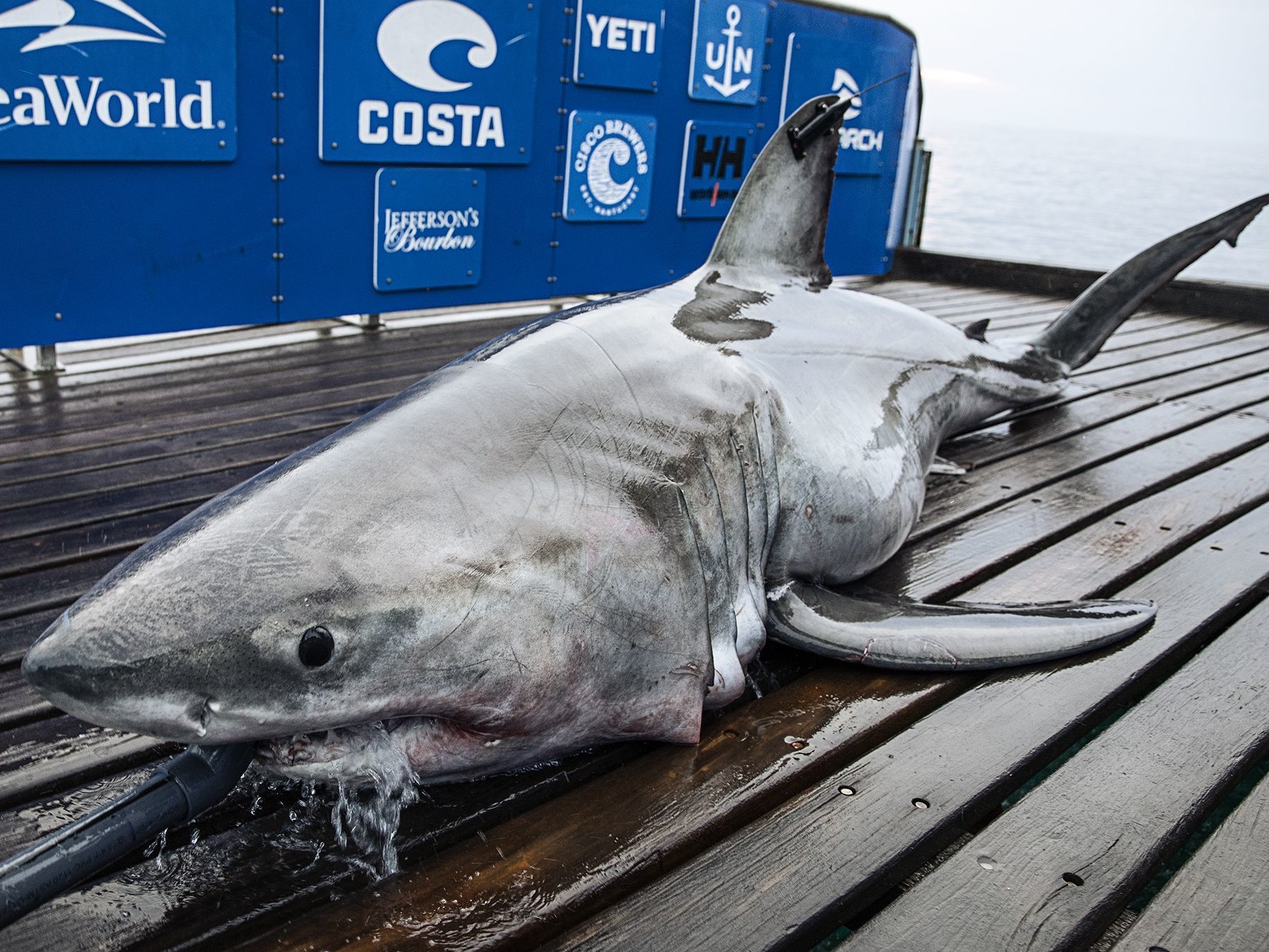 More shark sightings likely at the Jersey Shore, but you are not on their  menus, 'Jaws' notwithstanding