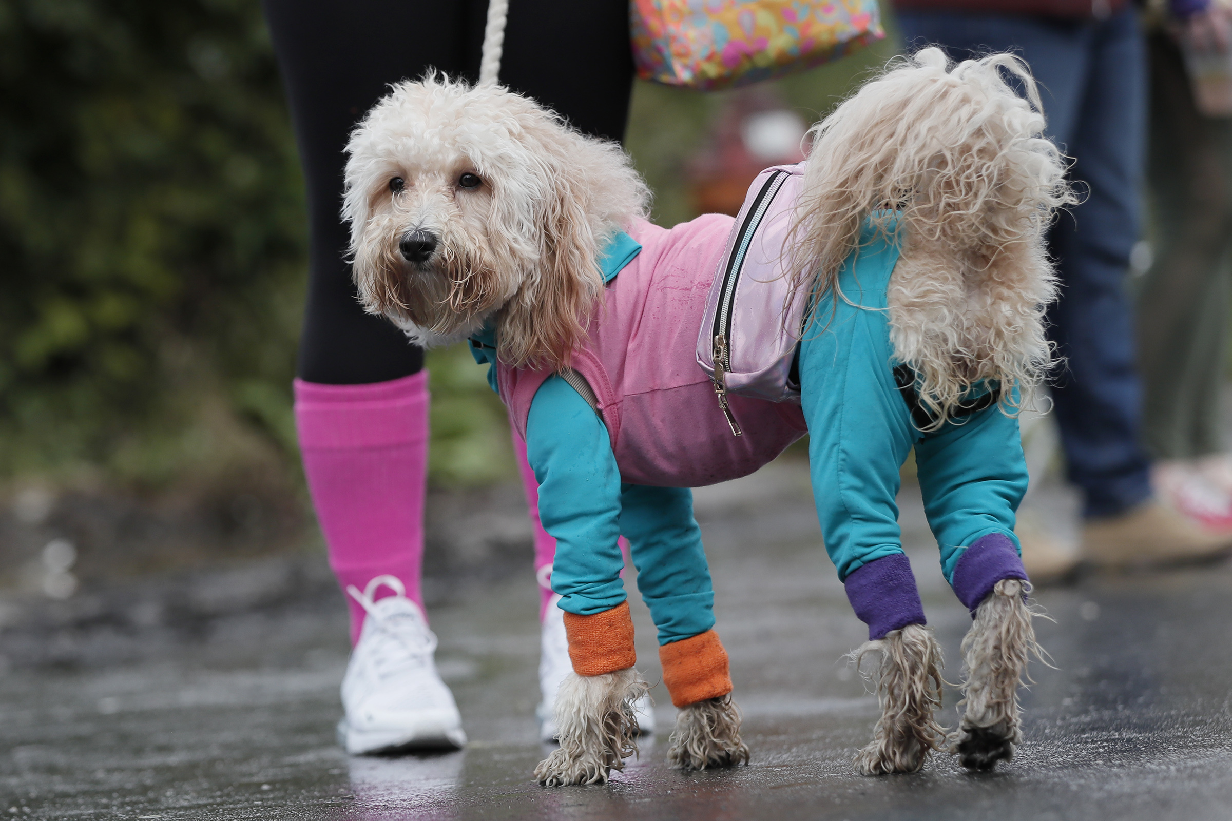 In Philly's Hound-O-Ween contest, dogs wore the costumes — from Cinderella  to Workout Barbie