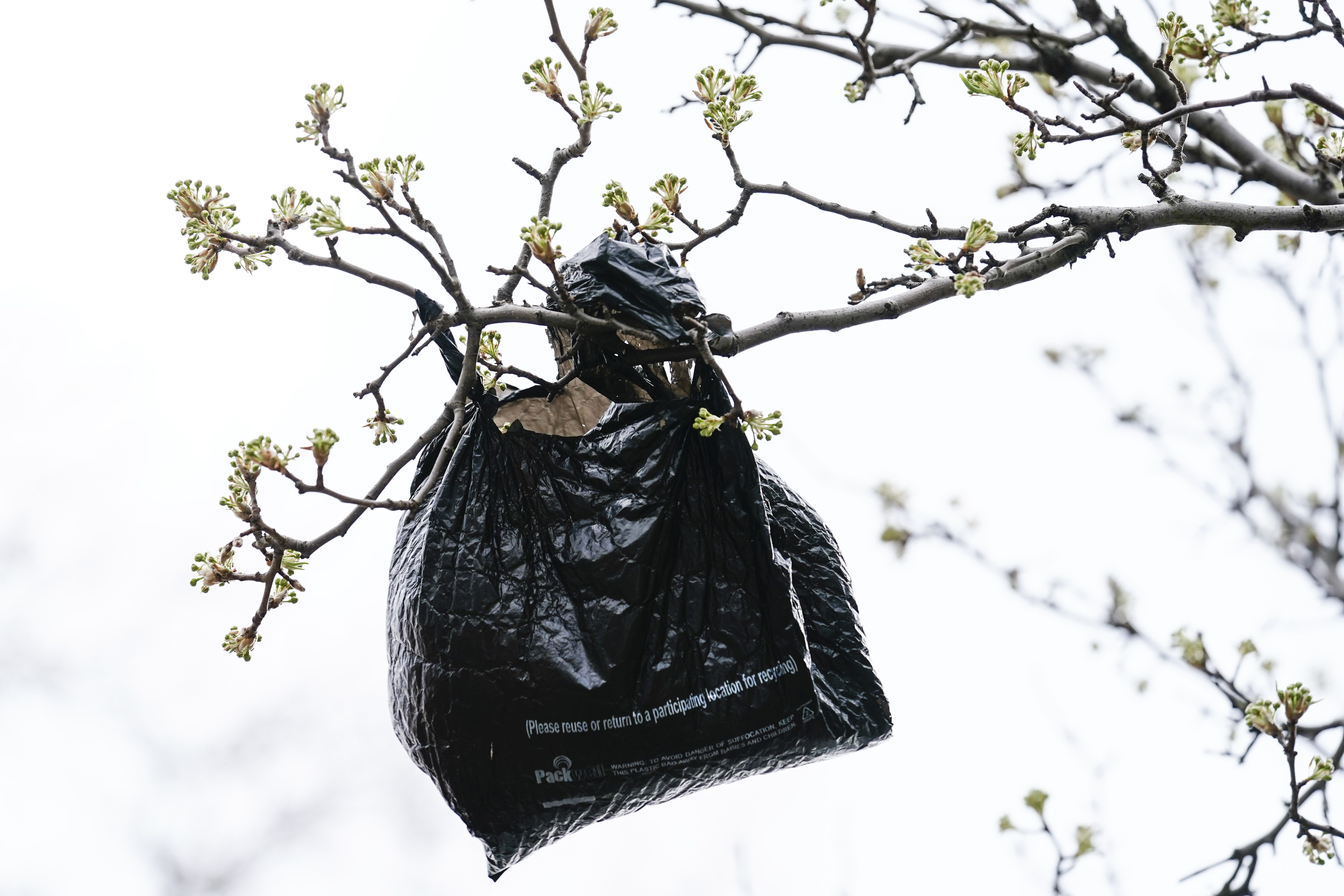 Paper or plastic? Councilman wants plastic leaf bag ban reversed