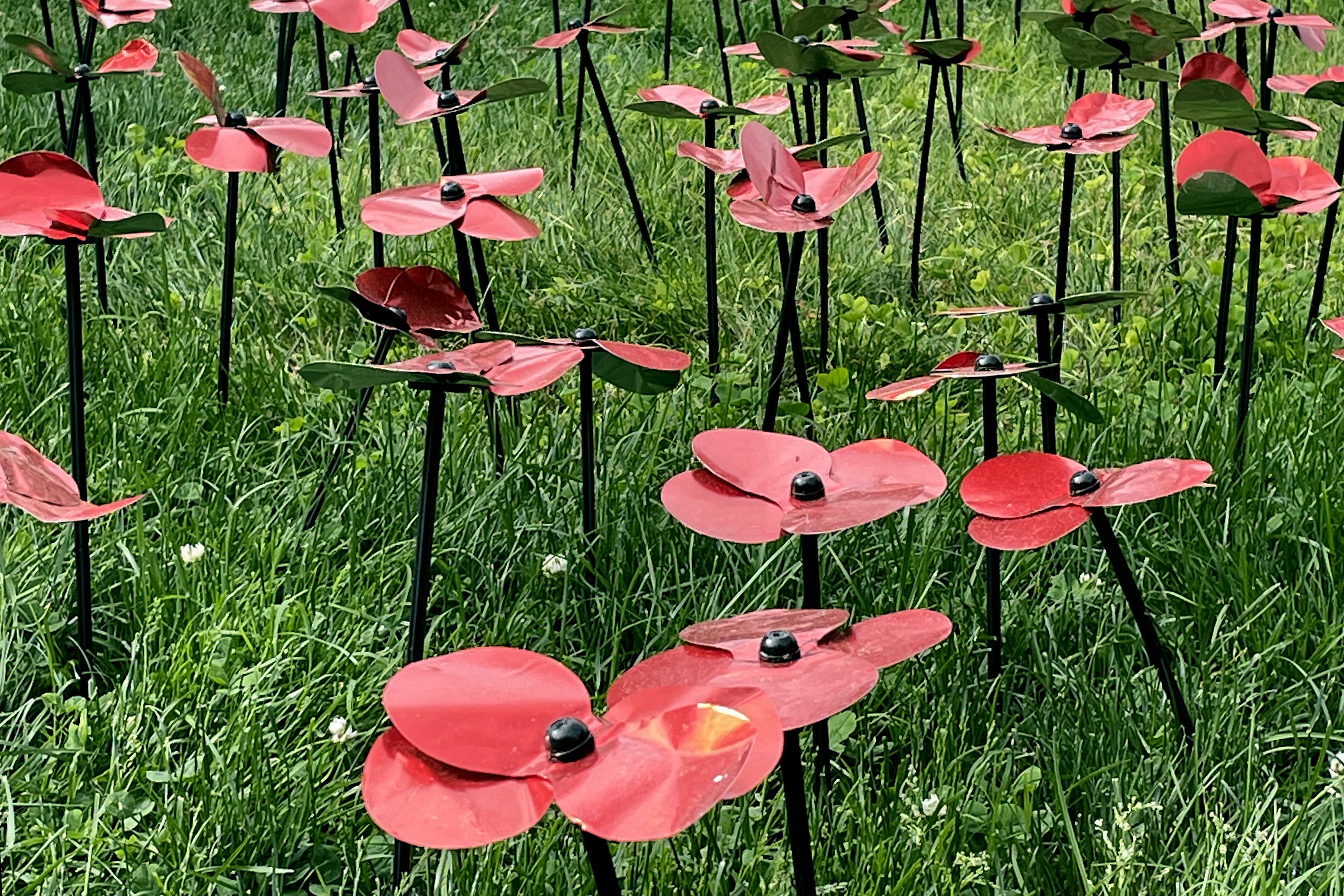 Poppies for Remembrance - The Joseph Group