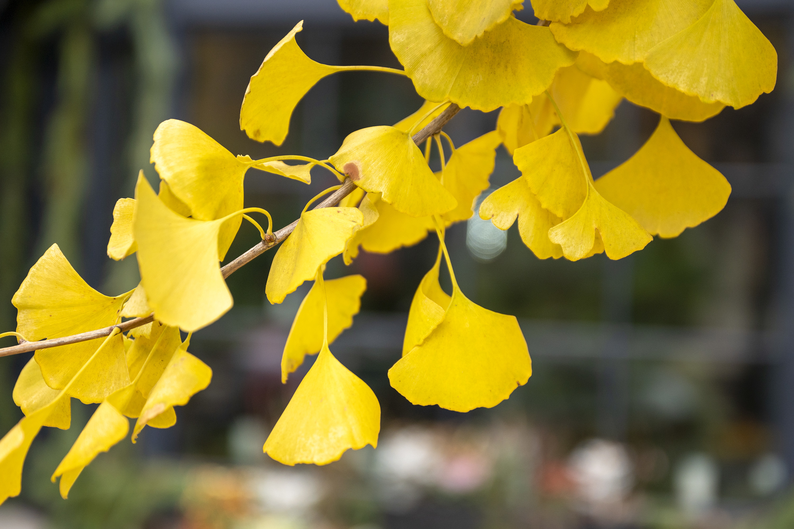 Philly ginkgo trees are late dropping their leaves (and stinky