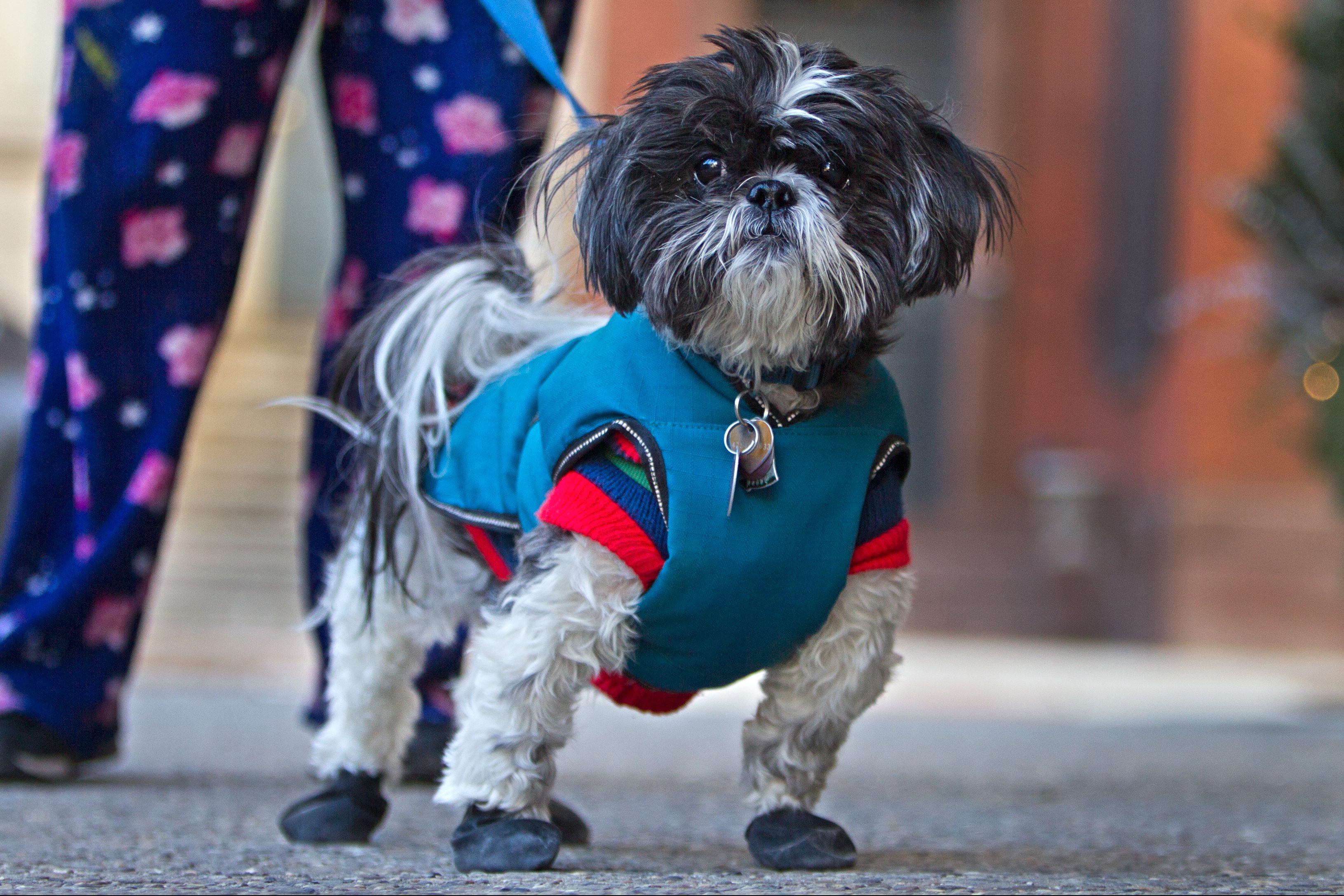 Dog Seat Belt  For Paws Philly