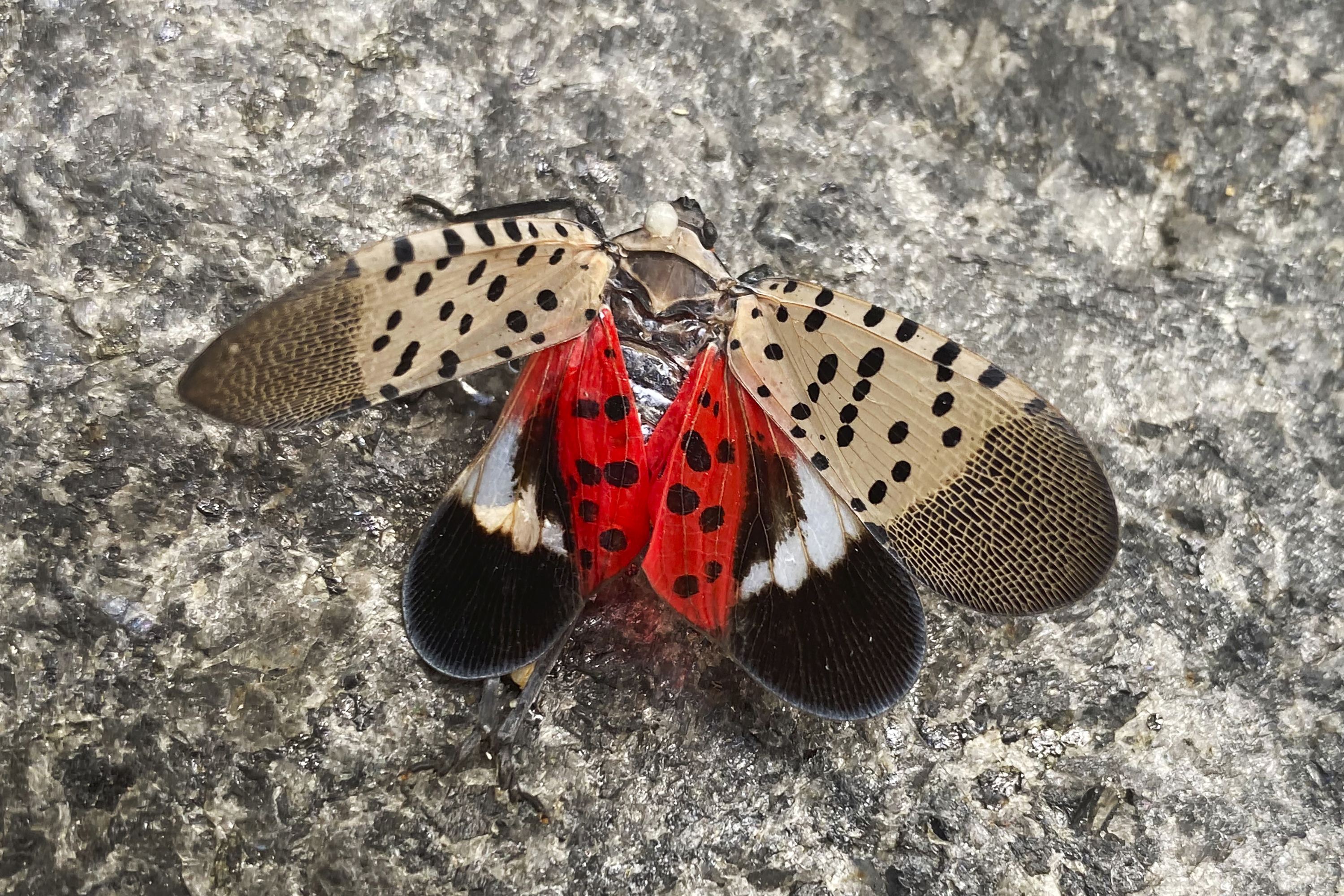How to identify, prevent, and treat spotted lanternfly damage on