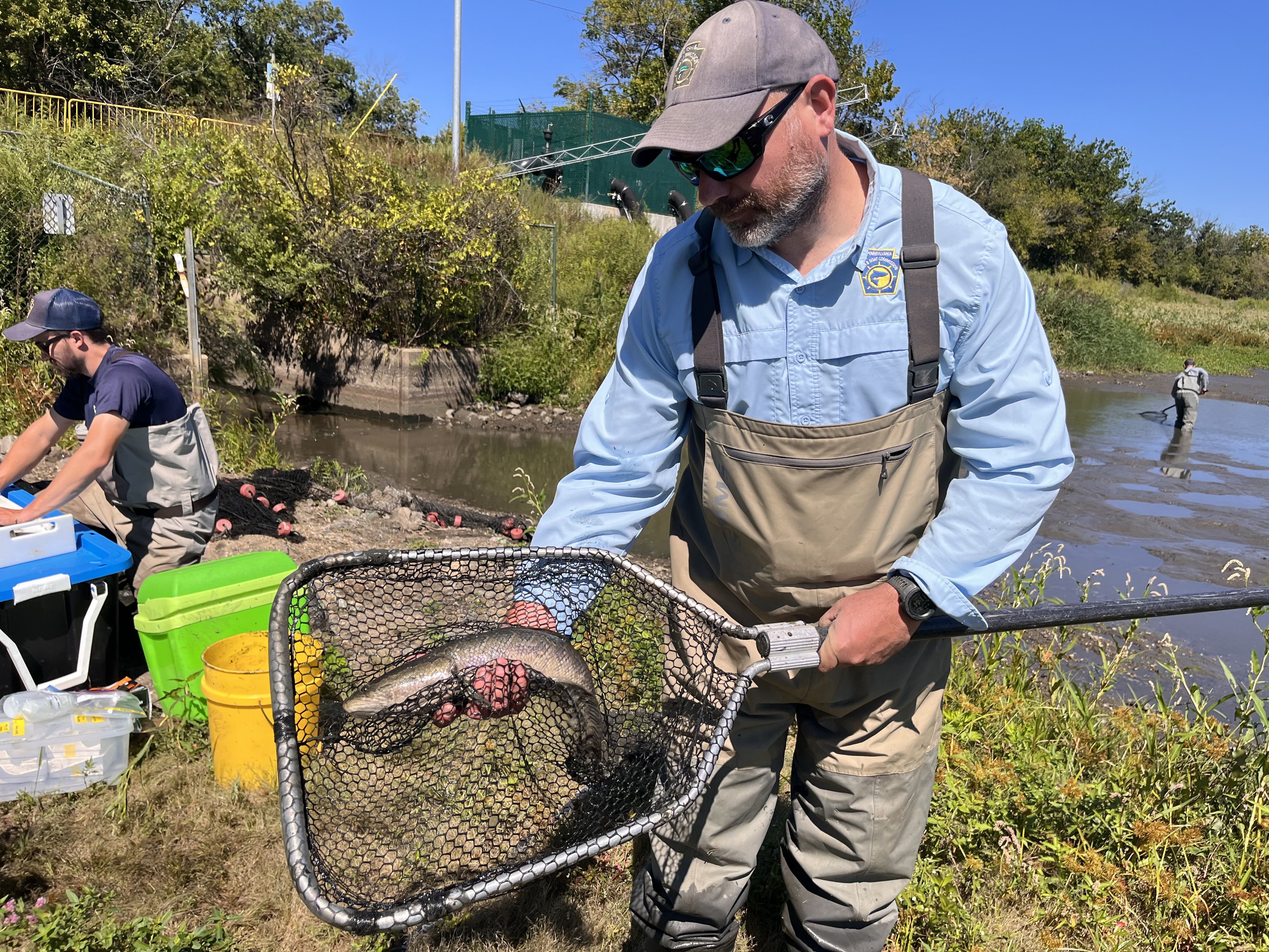 Invasive snakehead fish now dominate many Philly-area water ways