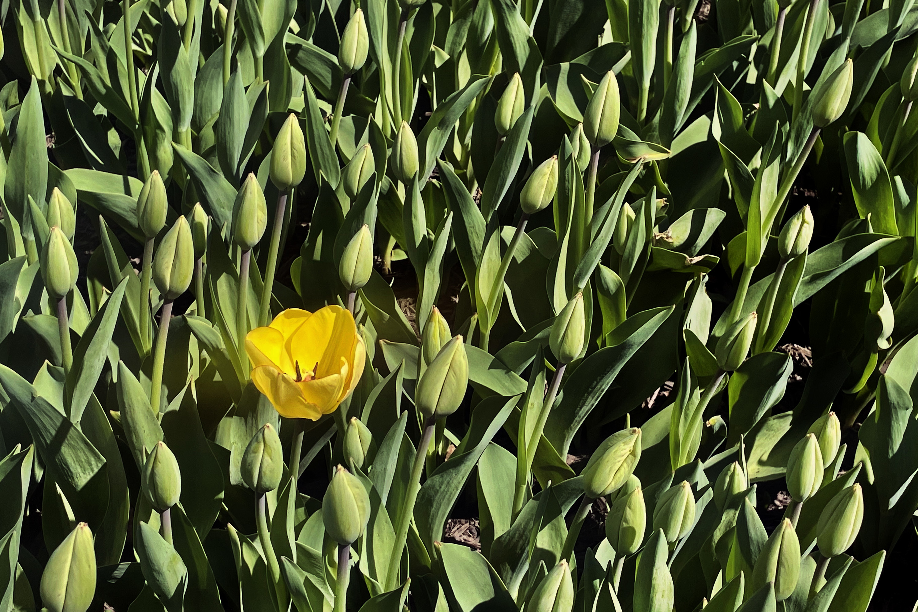 Tulip Springfield How a Haddonfield gardener became a tulip champion