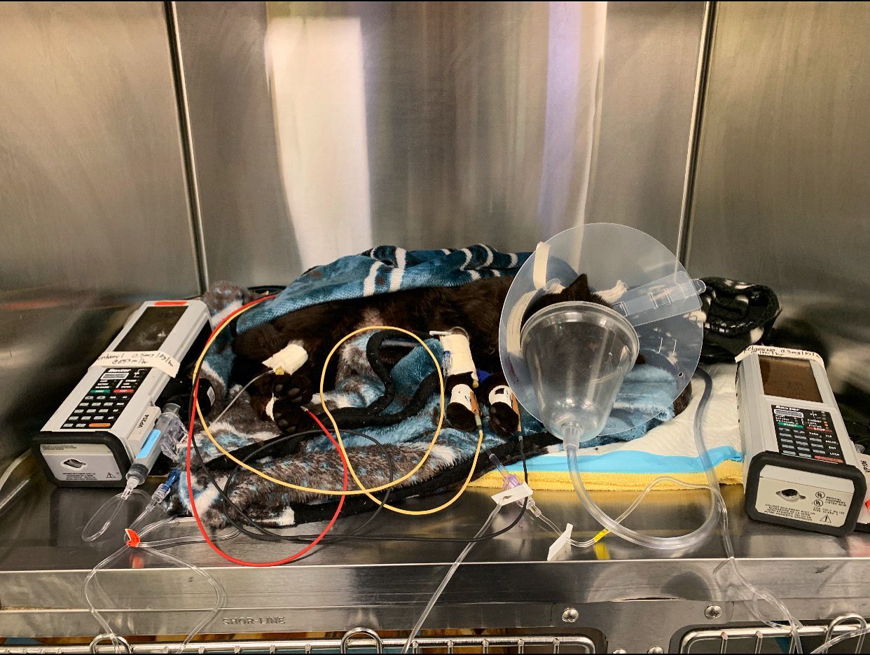 Courtesy of the PSPCAPhiladelphia attack image