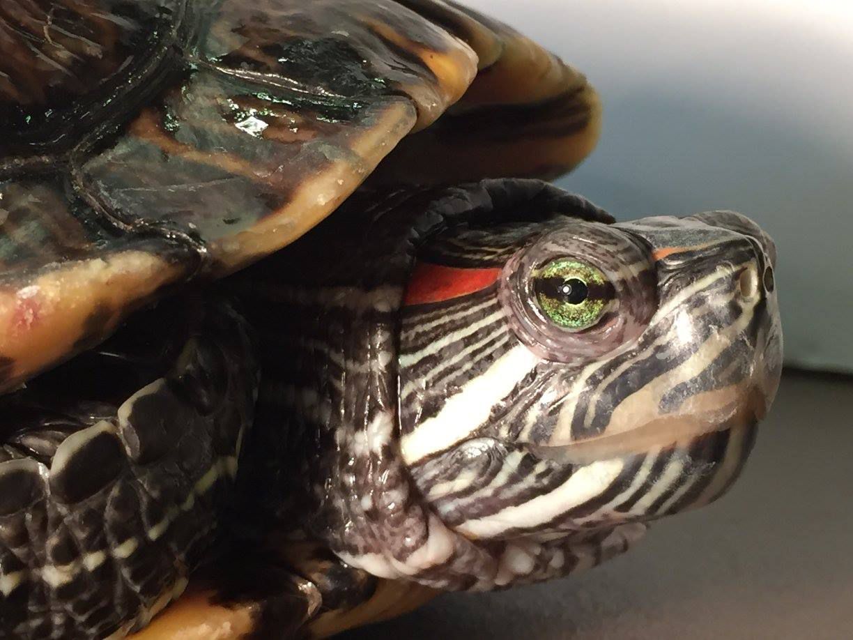Tiny Turtles and Salmonella, Healthy Pets, Healthy People