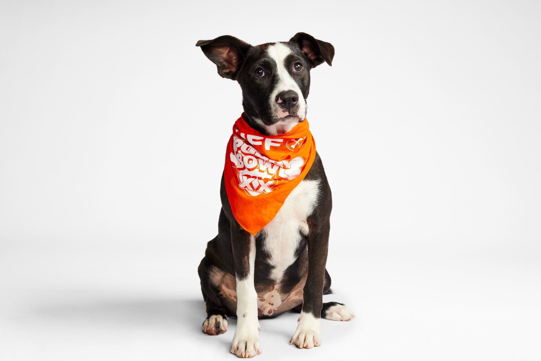 ⚠️puppy⚠️ Meet the Delaware Valley-area puppies (and some kittens) starring