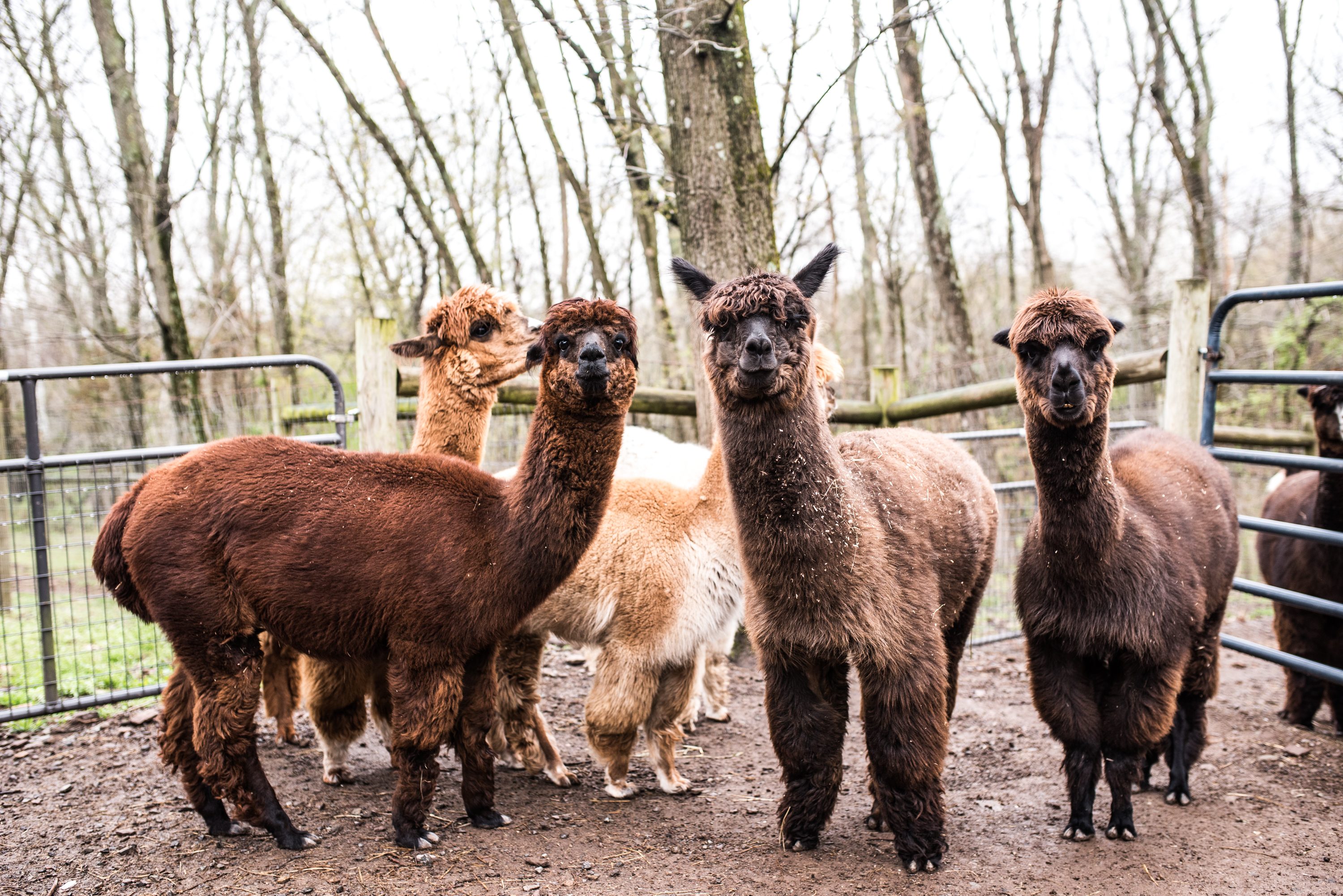 Farms and animal rescues near Philadelphia where you can meet pigs,  alpacas, goats, and more