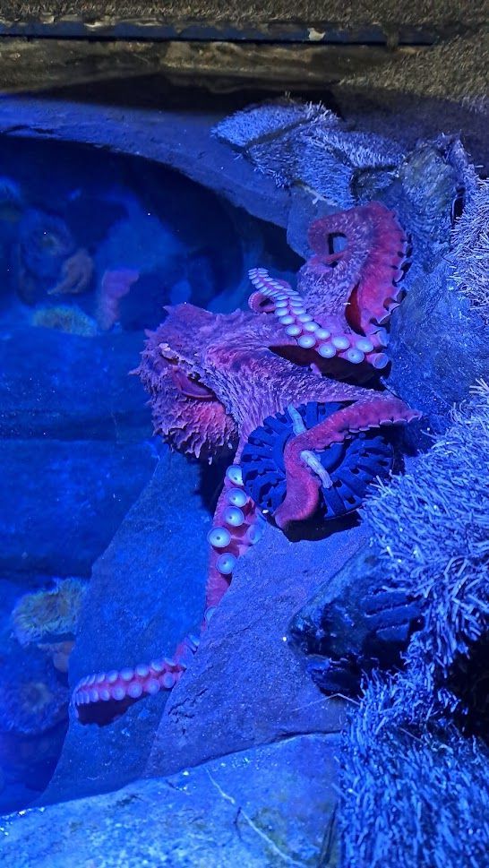 TIL There was an octopus in an aquarium that juggled its tankmates