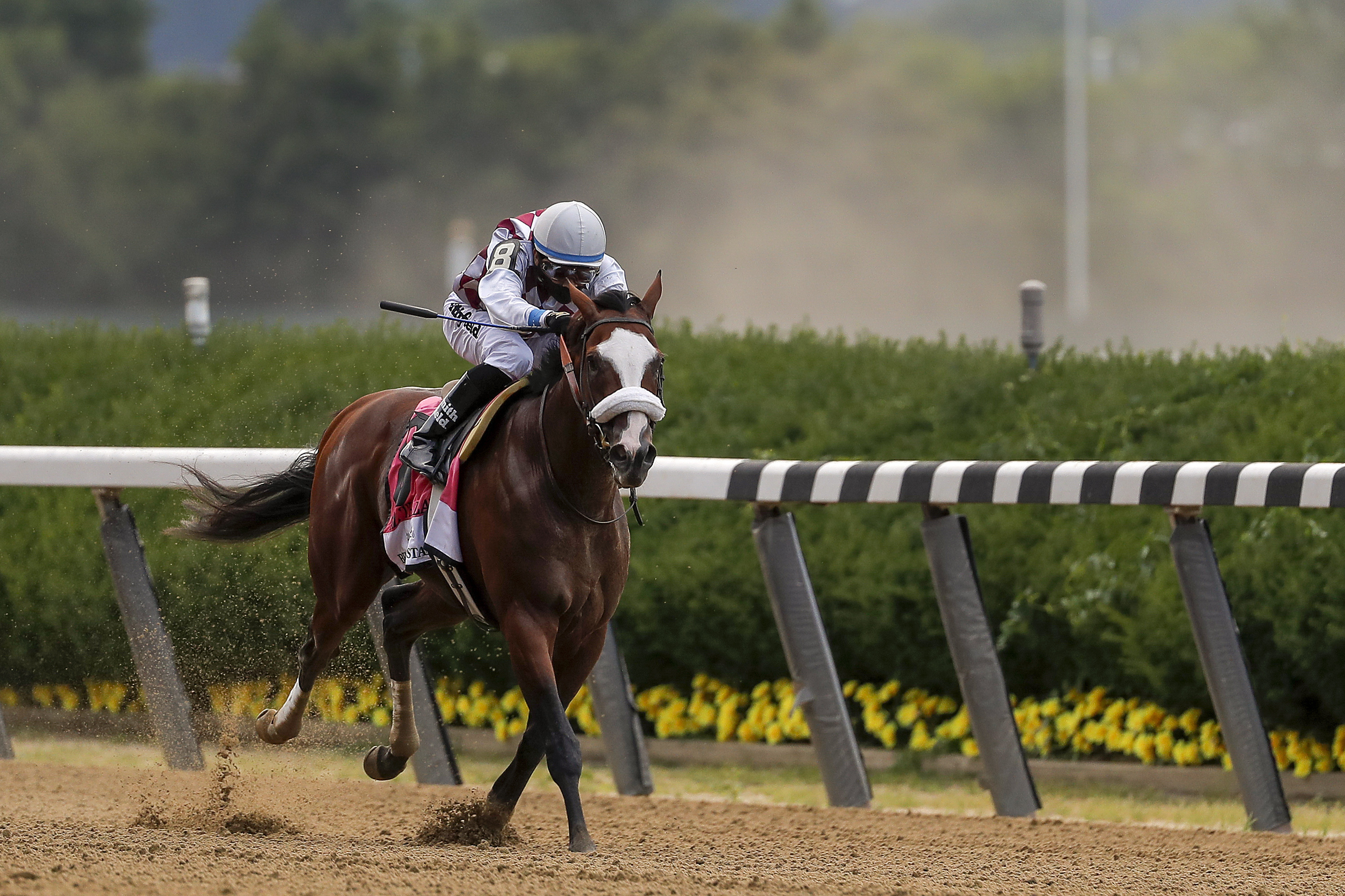 Breyer Horse Tiz The Law