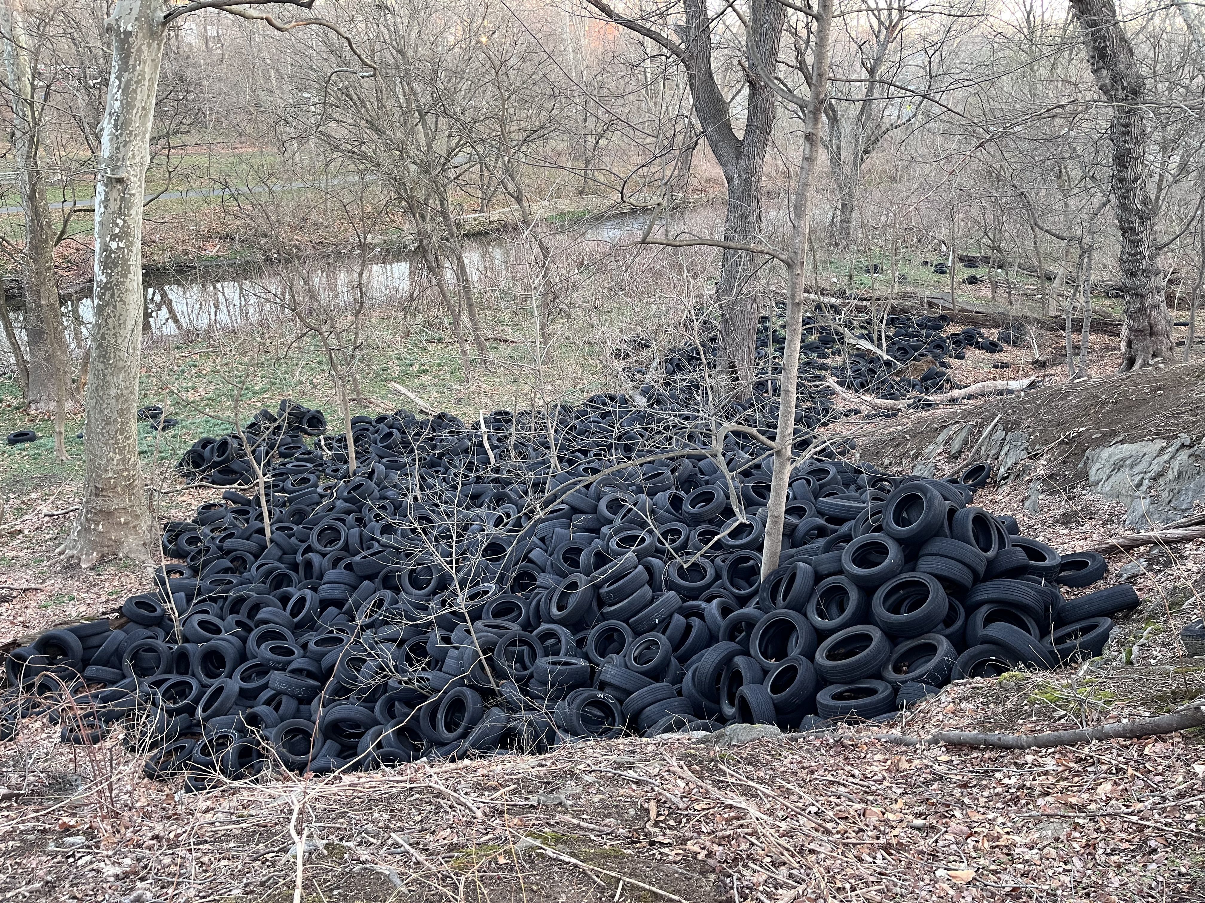 Tacony Creek Park tire cleanup needs 100 volunteers Tacony Creek Park tire cleanup needs 100 volunteers