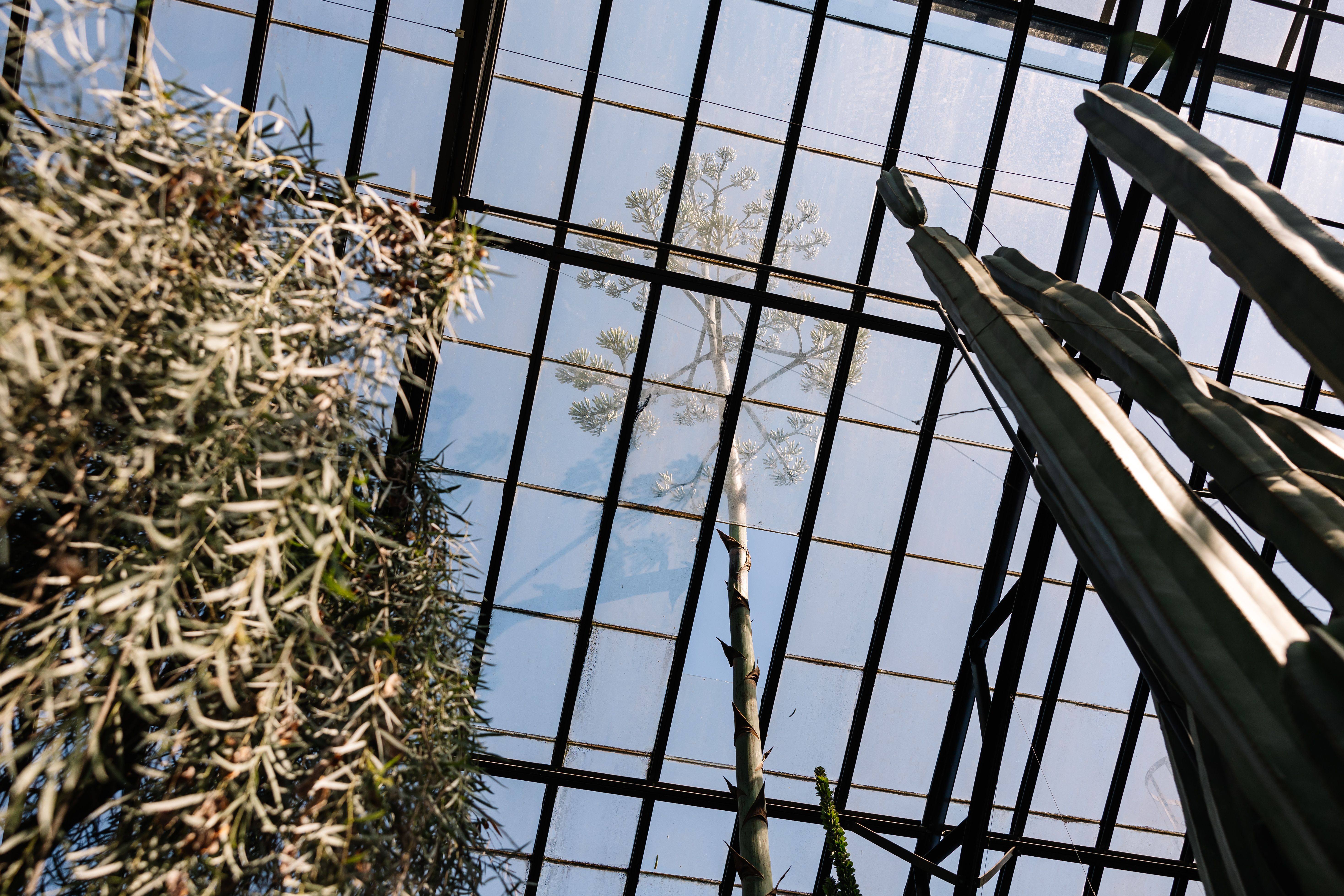 At Longwood Gardens, a century plant is growing through the roof