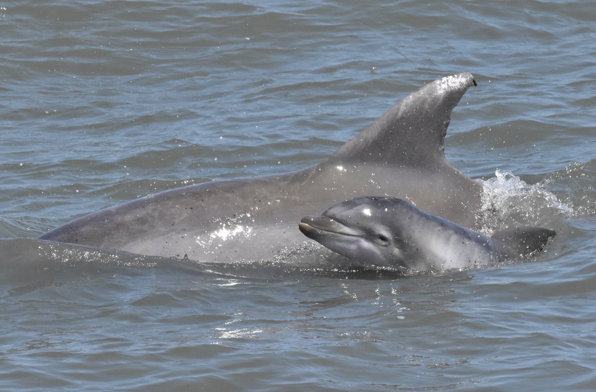 Finding old dolphin friends and other life lessons at the Jersey Shore