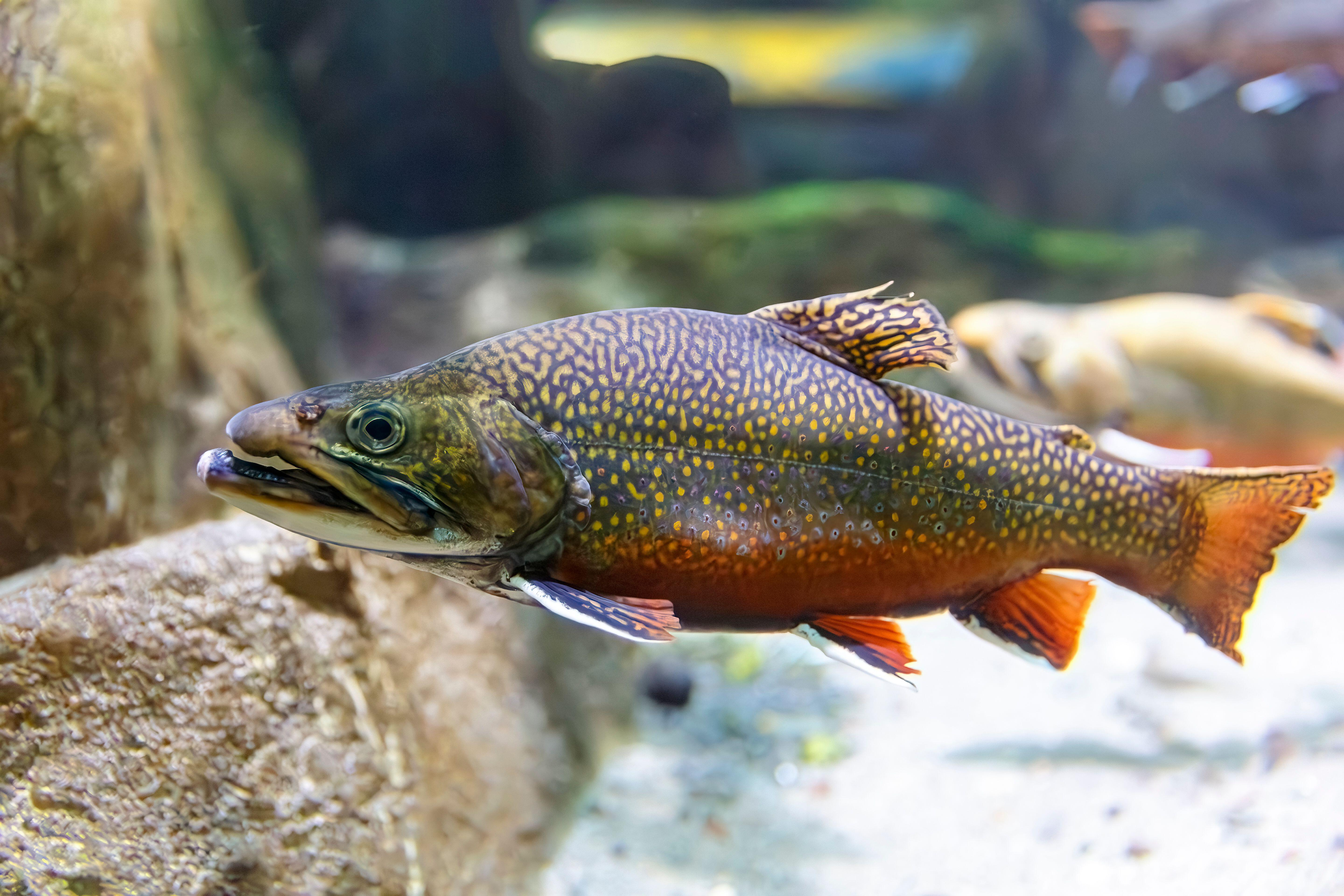 Eastern brook trout gets protection from a $3.5M project