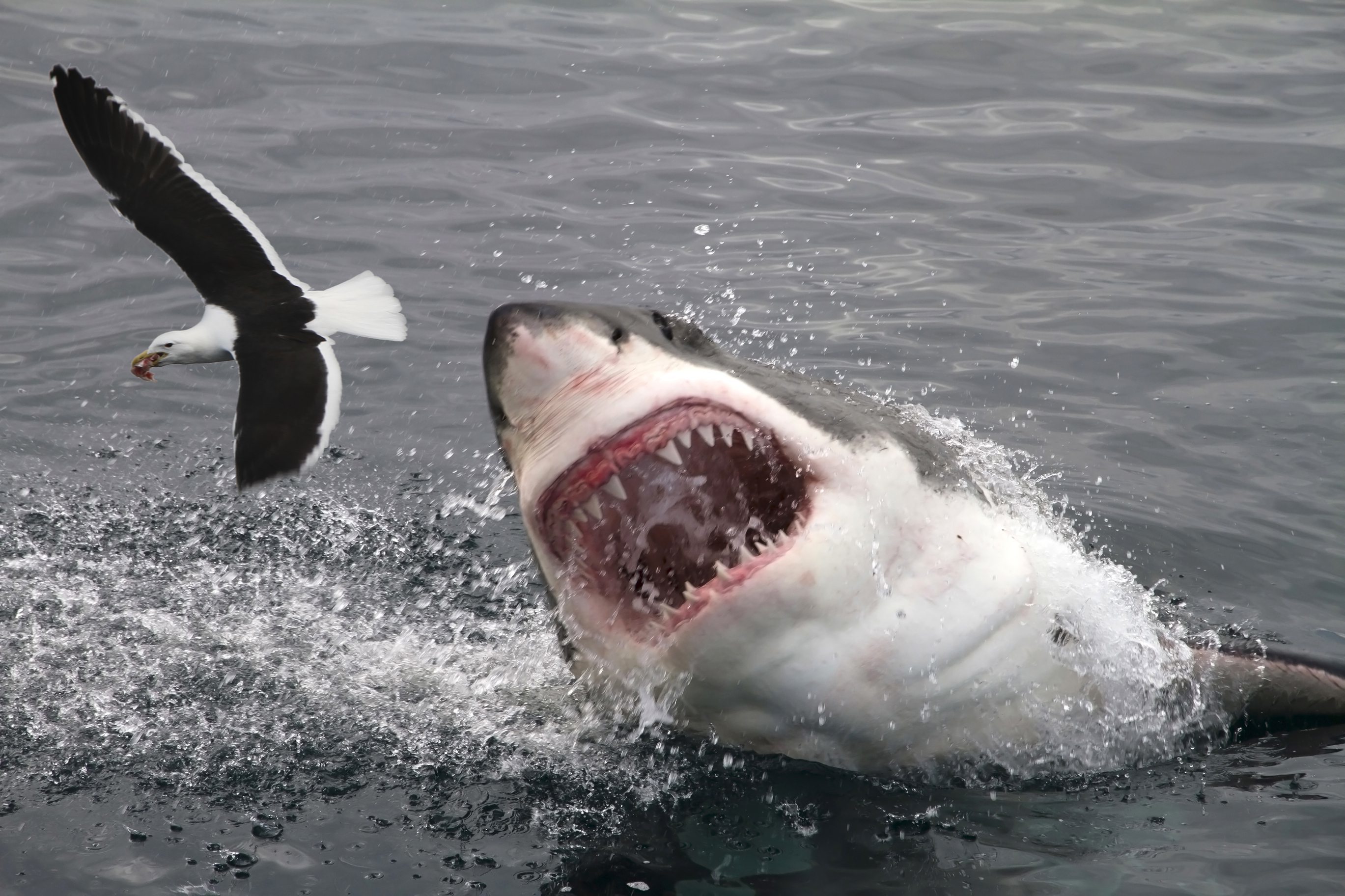Chomping Grounds: Great Whites Lurking Off Jersey Shore, NYC, Long Island  Are Social Distancing
