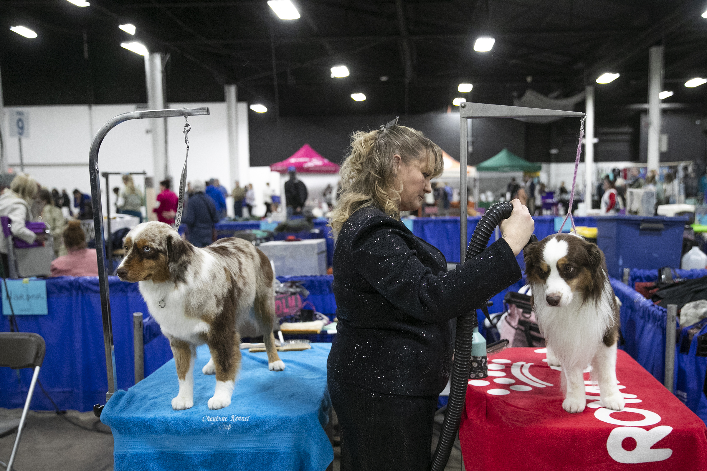 what breeds are in the national dog show