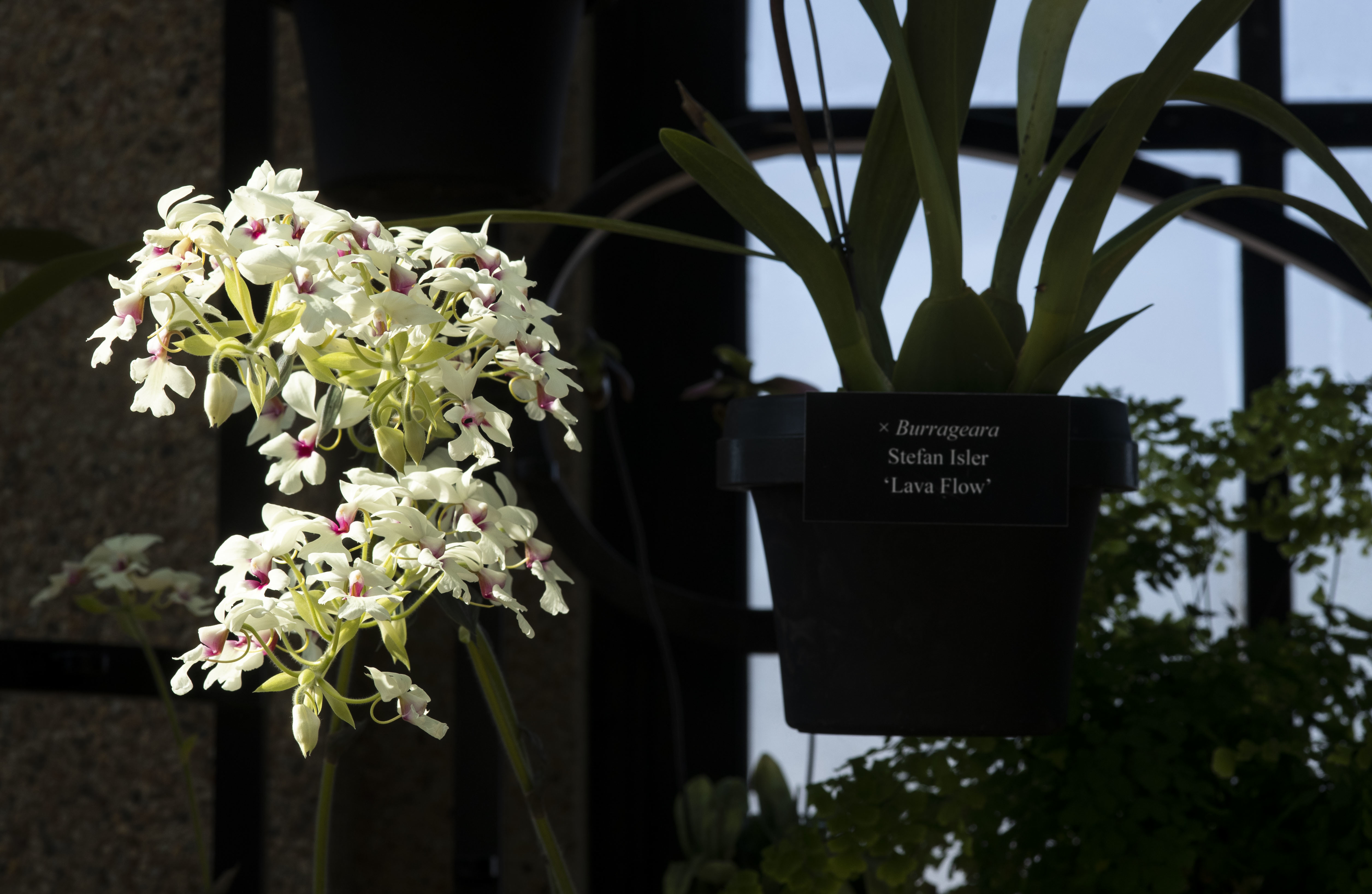 Longwood Gardens Unveils a Newly Restored Orchid House, Which Houses 300  Blooms