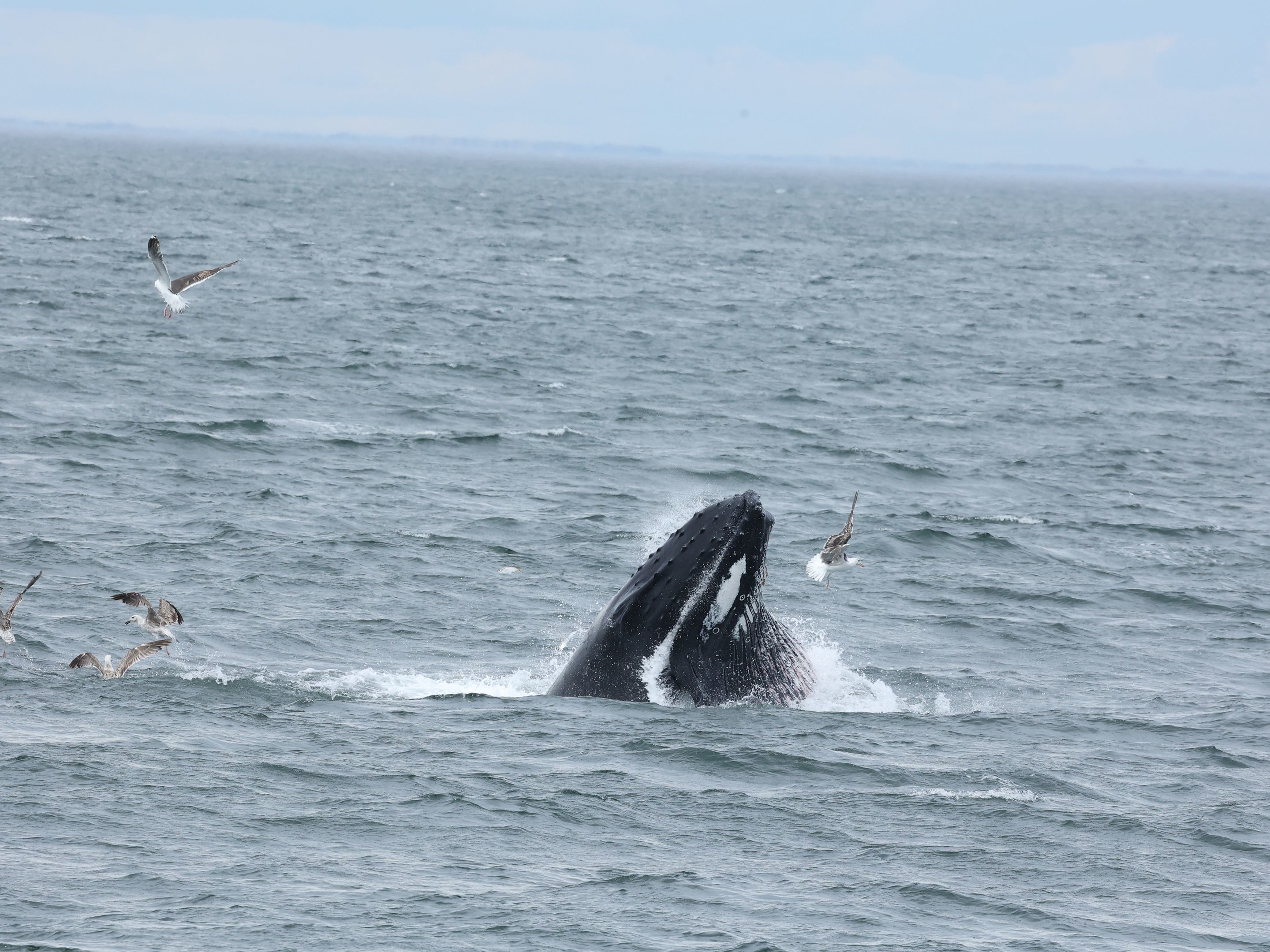 Jersey Shore Dolphin/Whale Watchers