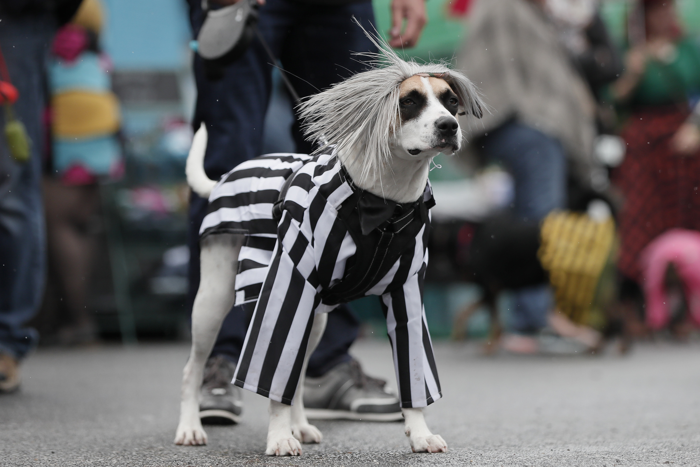 Philadelphia Costume Shops Scrambling For Dog Masks