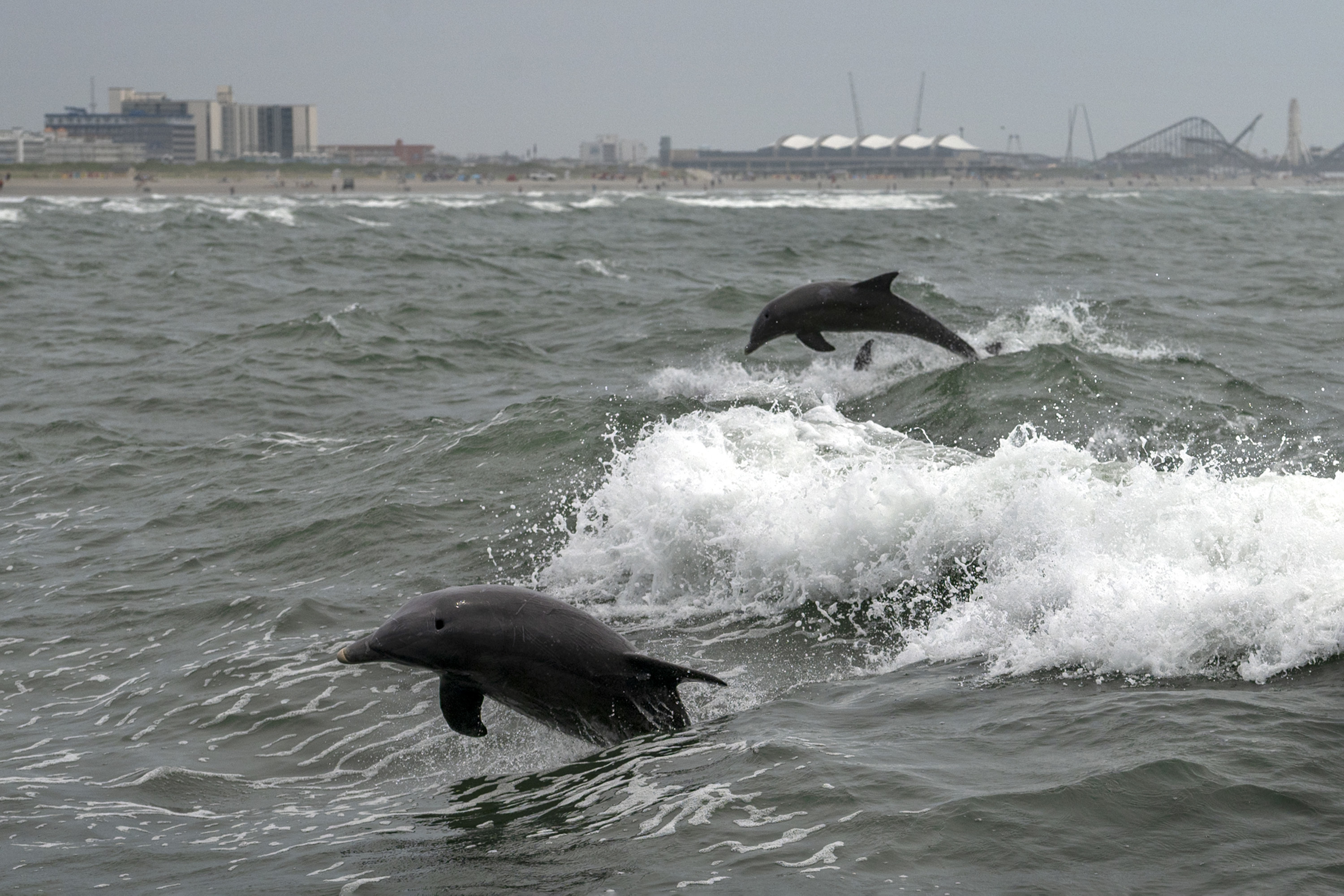 Finding old dolphin friends and other life lessons at the Jersey Shore