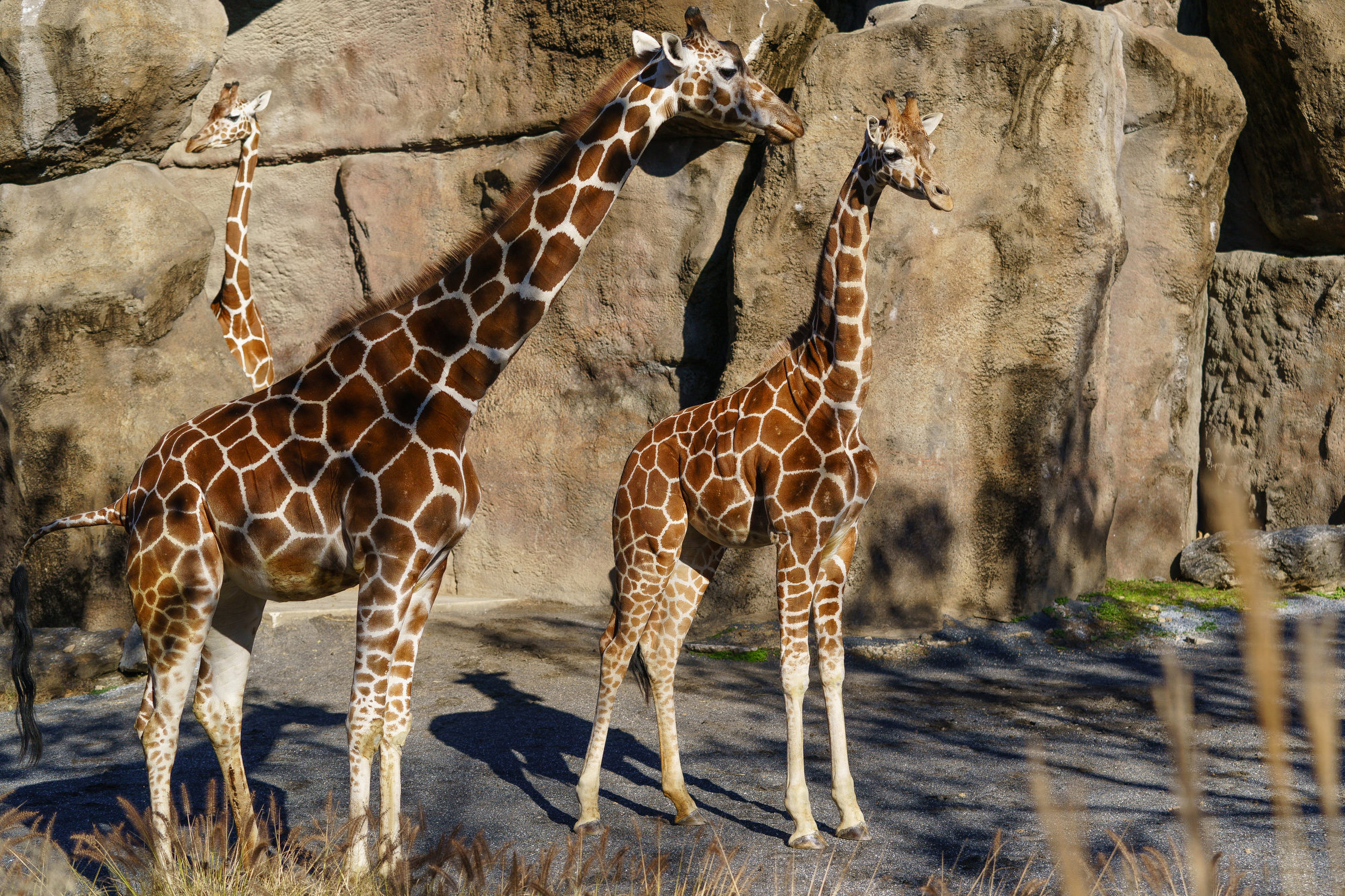 Philadelphia Zoo S New Giraffe 15 Month Old Bea