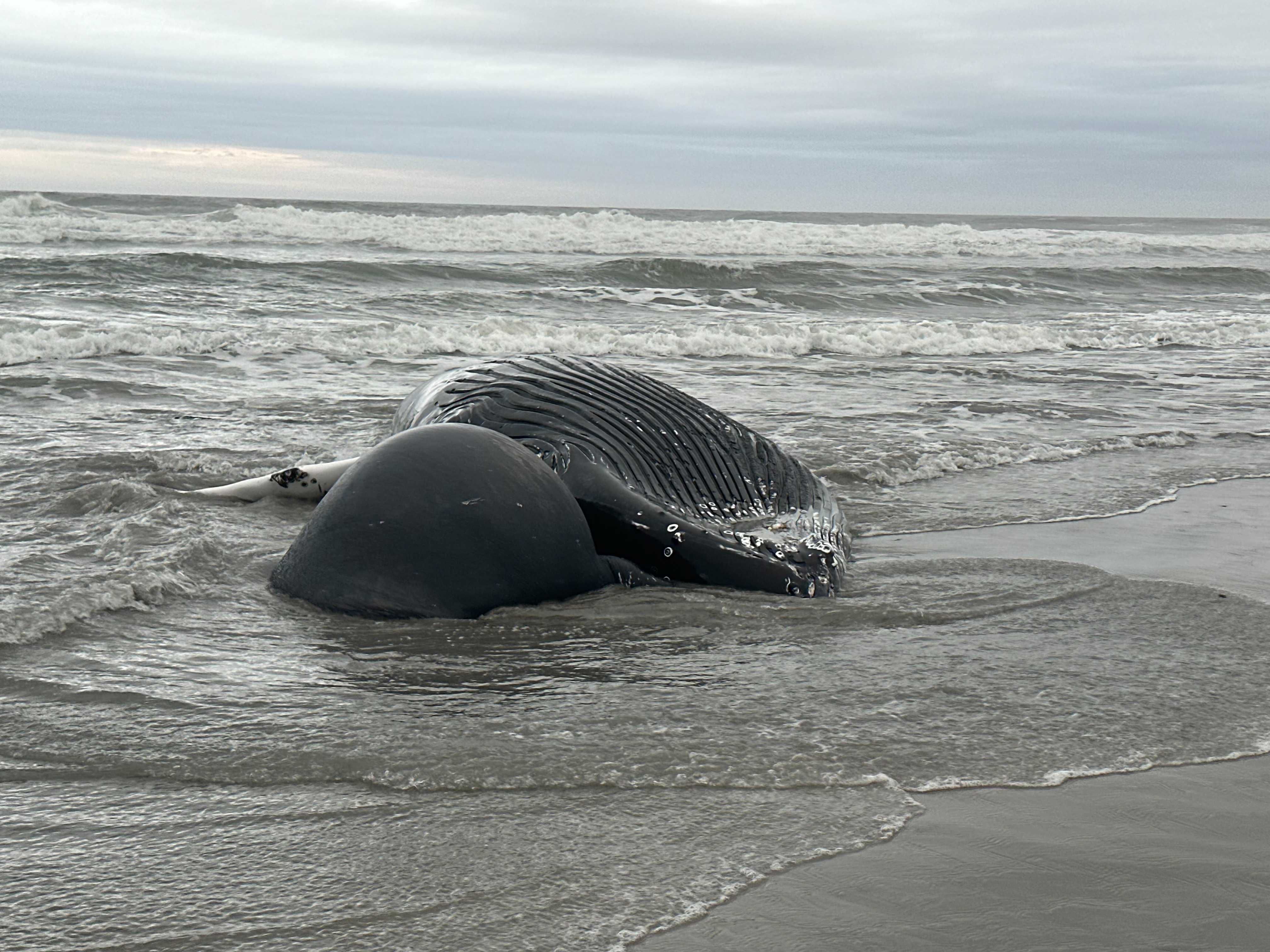 beached humpback whale