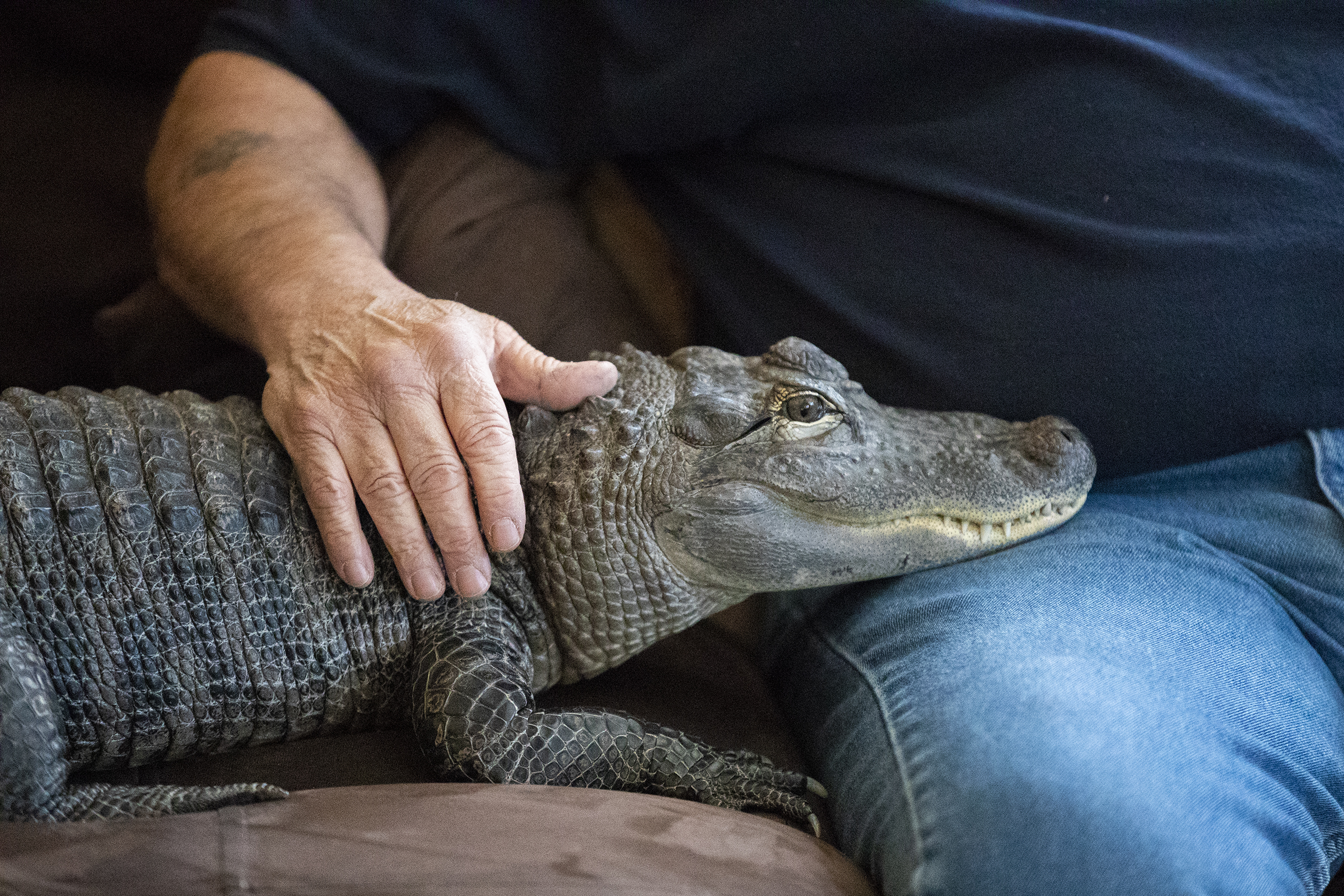 Phillies fan and his TikTok-famous emotional support alligator