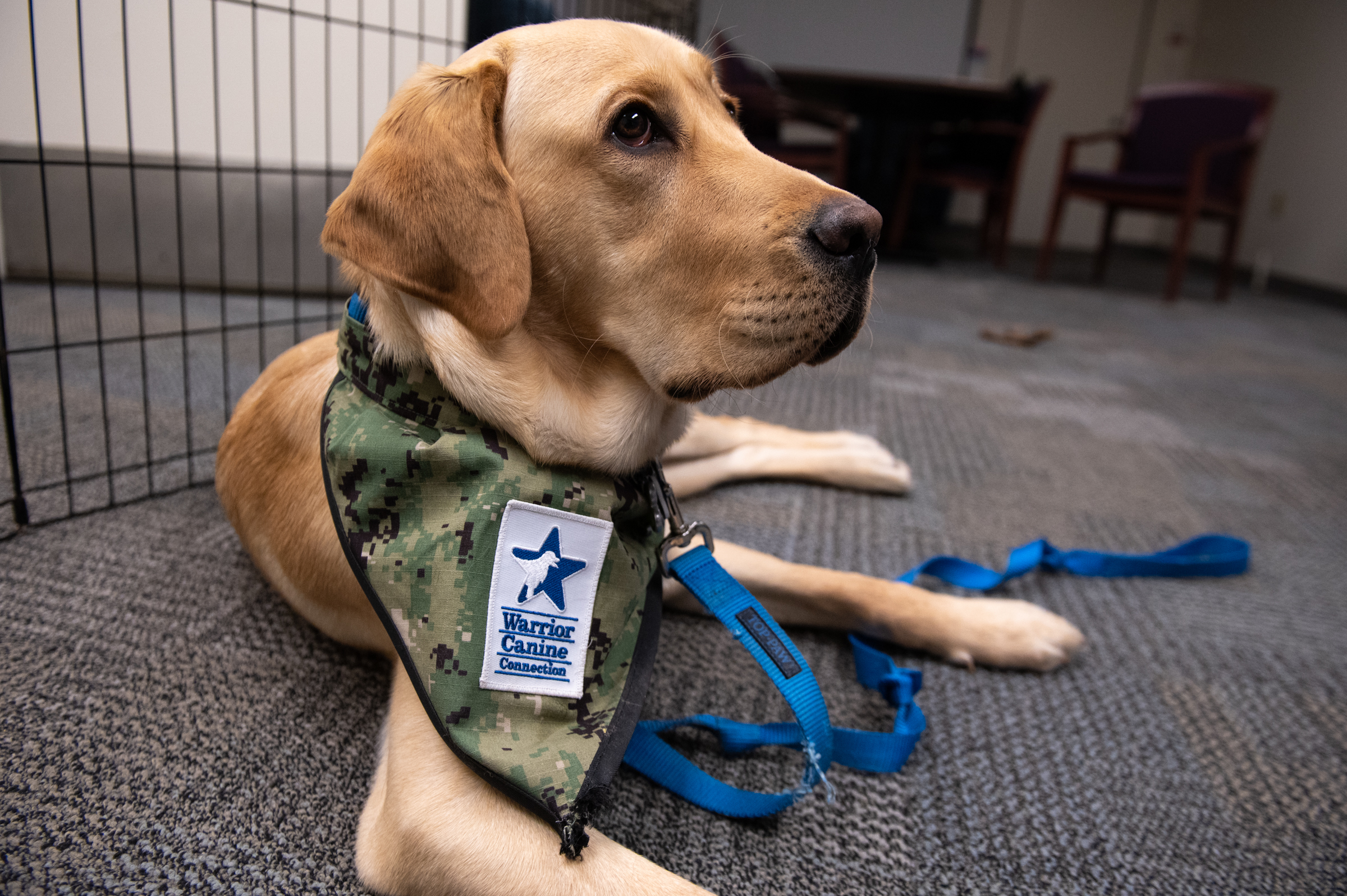 Training service dogs for military members is therapy for veterans at  Penn's new program