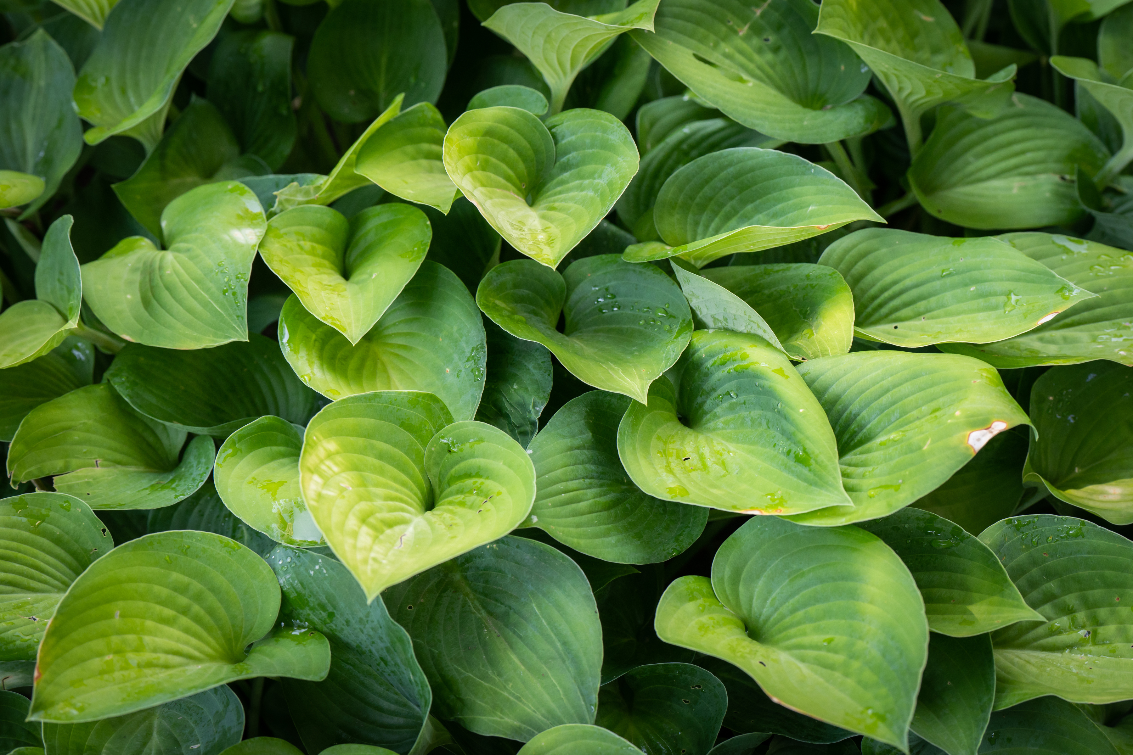 Chestnut Hill garden with perennial hostas, flowers, quirky wooden