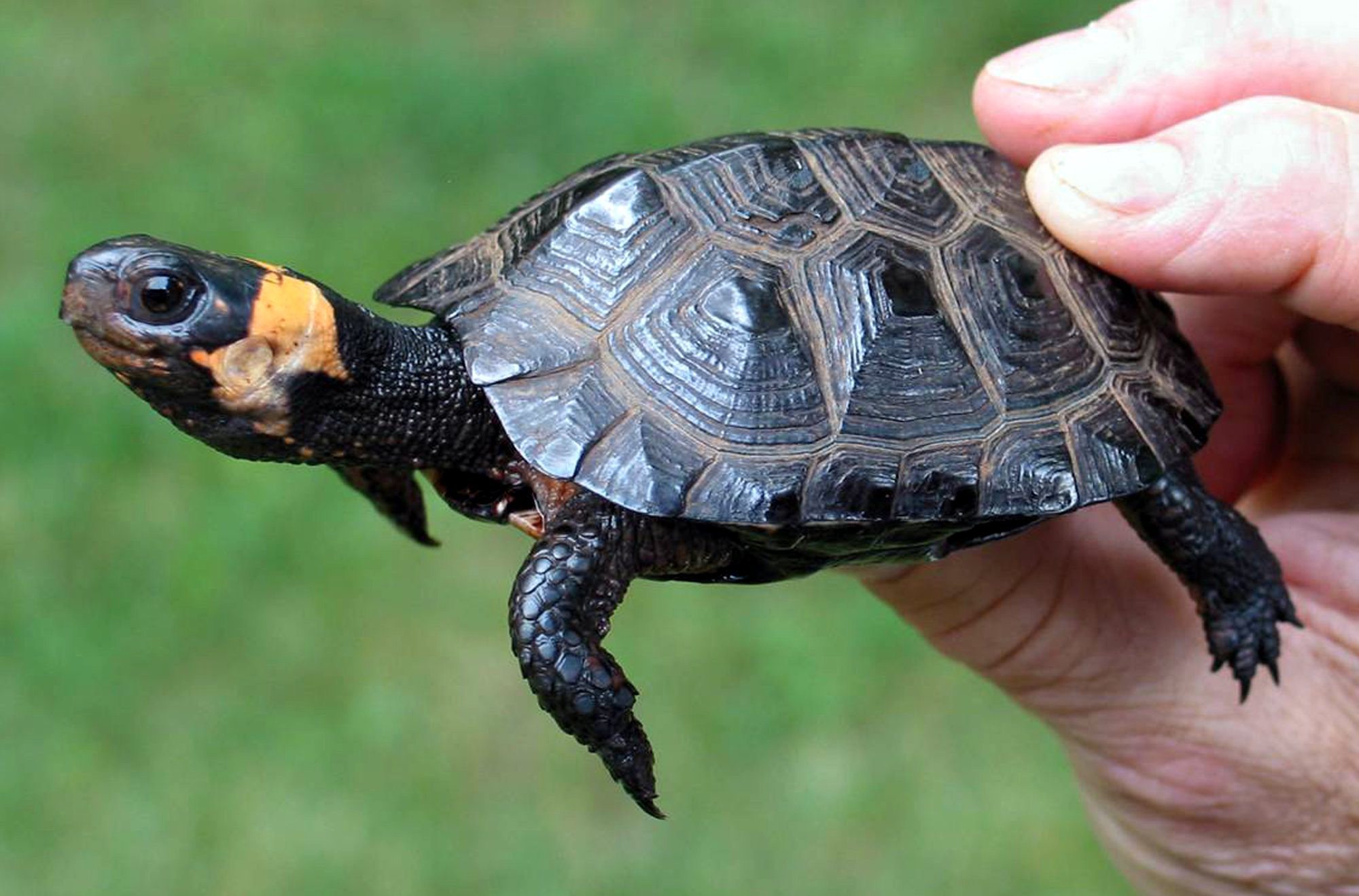 Tiny Turtles Tied To CA Salmonella Outbreak: CDC