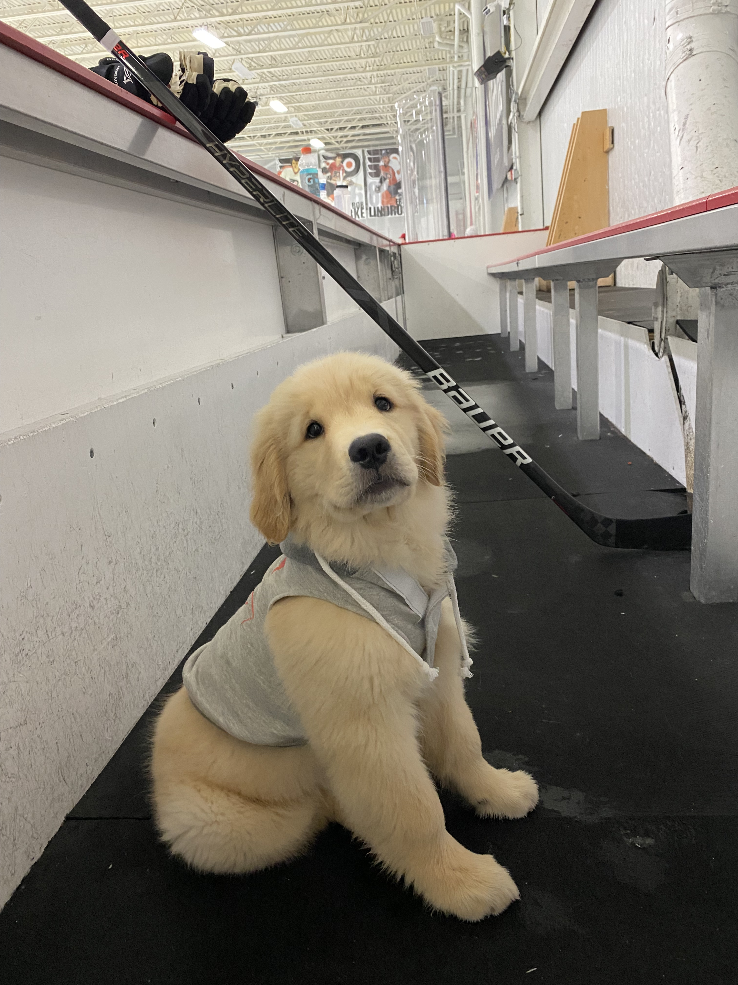 Philadelphia Flyers' Ivan Provorov's puppy Drake is Instagram and TikTok  famous