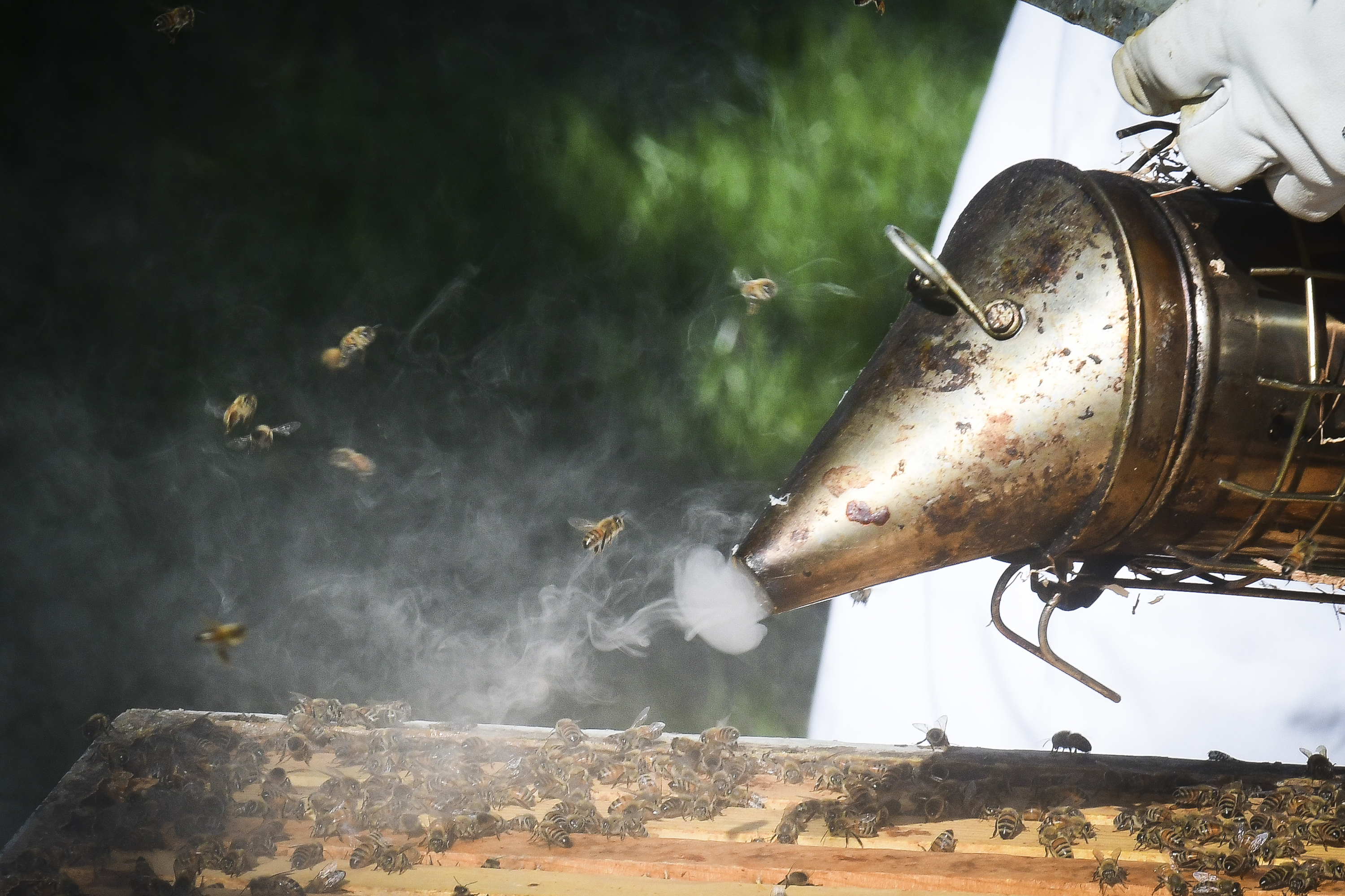 Honeybees are at risk, along with the crops they pollinate. These ...