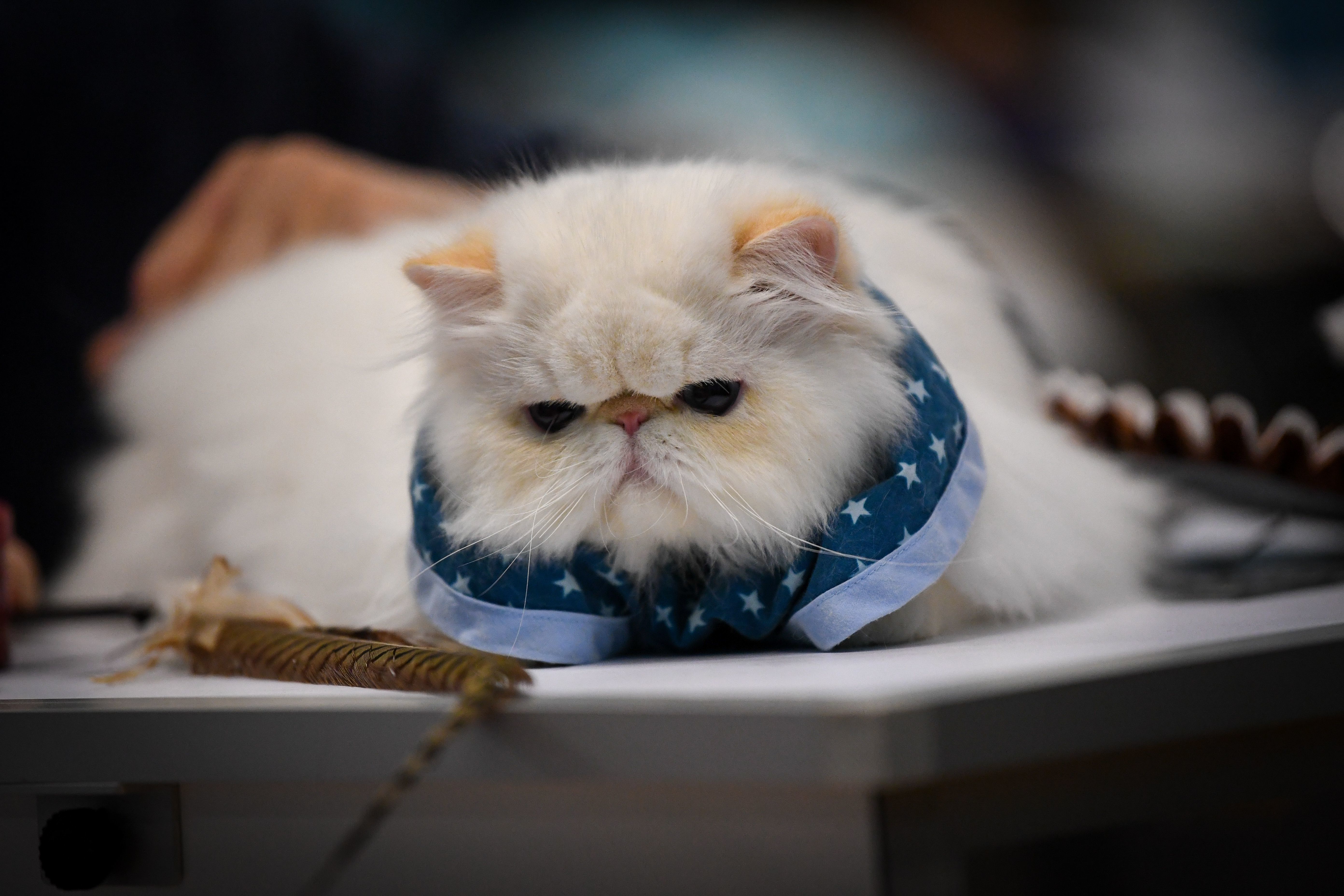 Philadelphia Cat Extravaganza - a judged cat show - is coming to