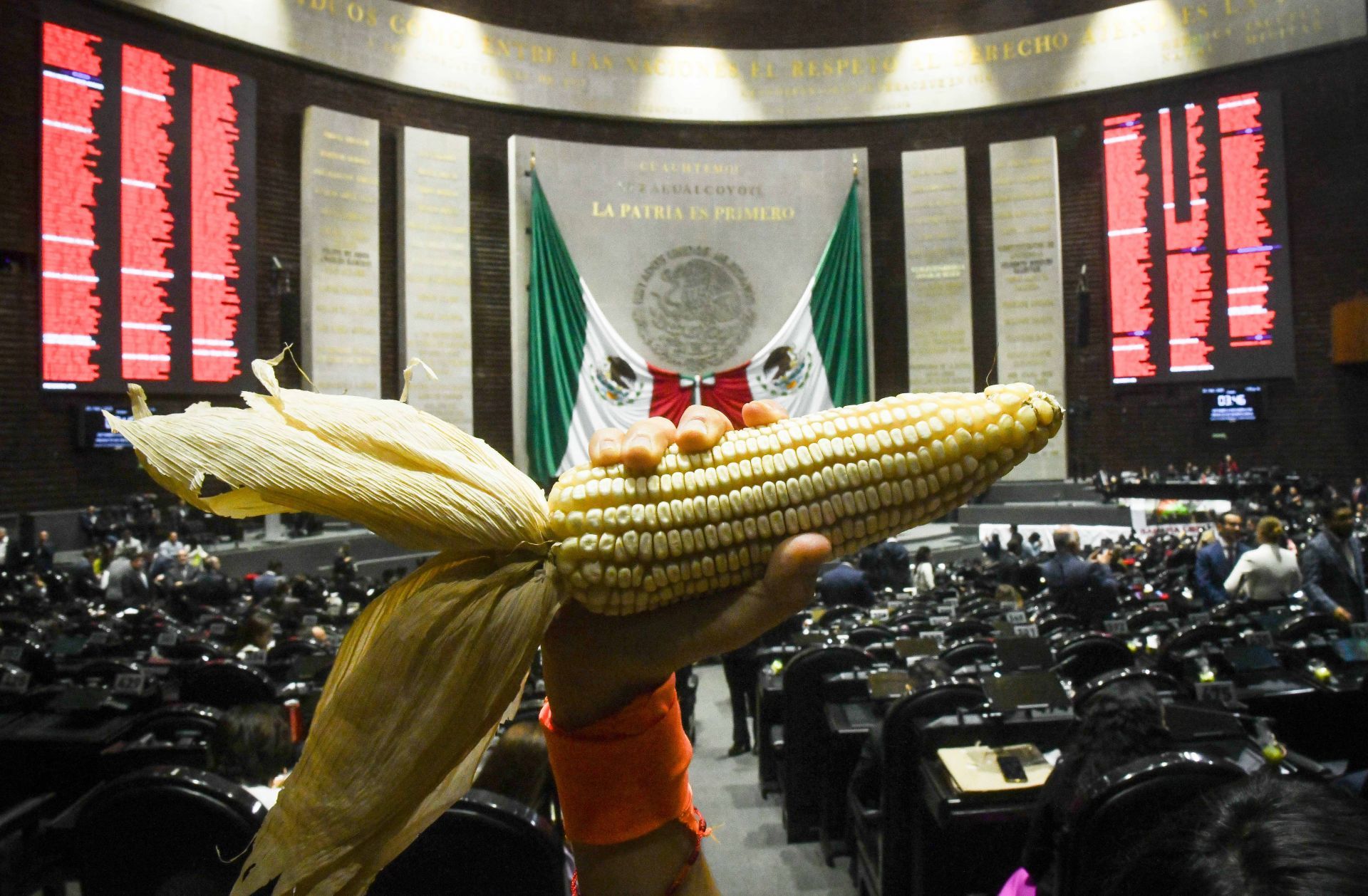 Morena y aliados avalan en San Lázaro iniciativa de Sheinbaum para prohibir la siembra de maíz transgénico 